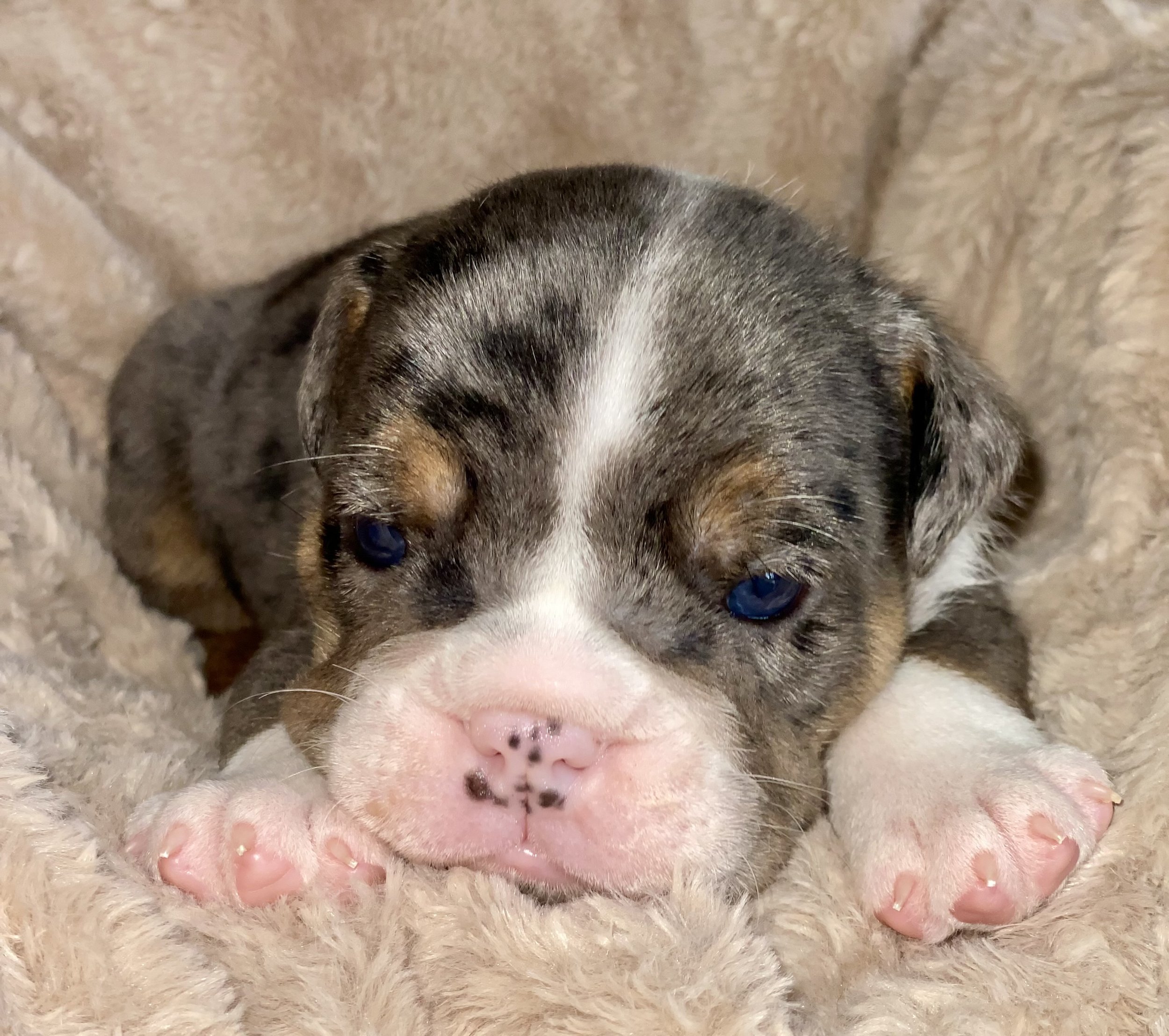 A cute puppy with a white and brindle coat lying on a fluffy beige blanket.