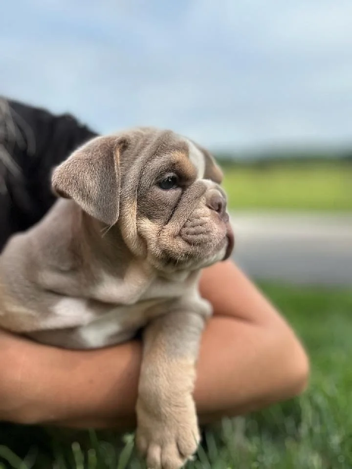 A small puppy with a wrinkled face being held outside near a grassy area, with cloudy skies in the background.