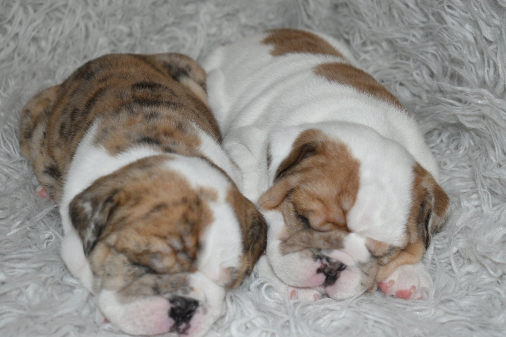Two sleeping bulldog puppies lying on a soft, furry blanket.