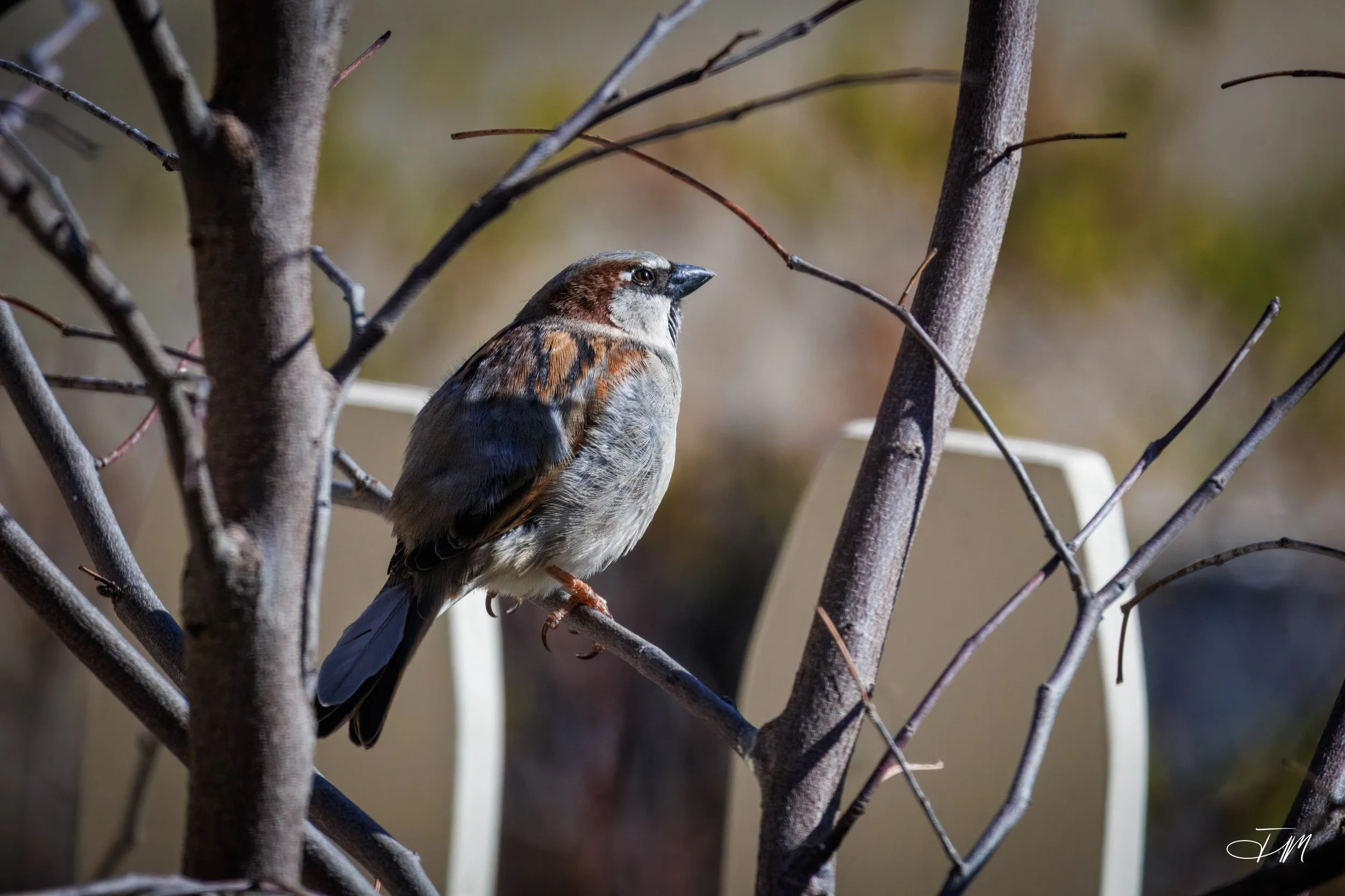 House-Sparrow-In-Light-Joel-Mastrian-2026-Photograph.JPG