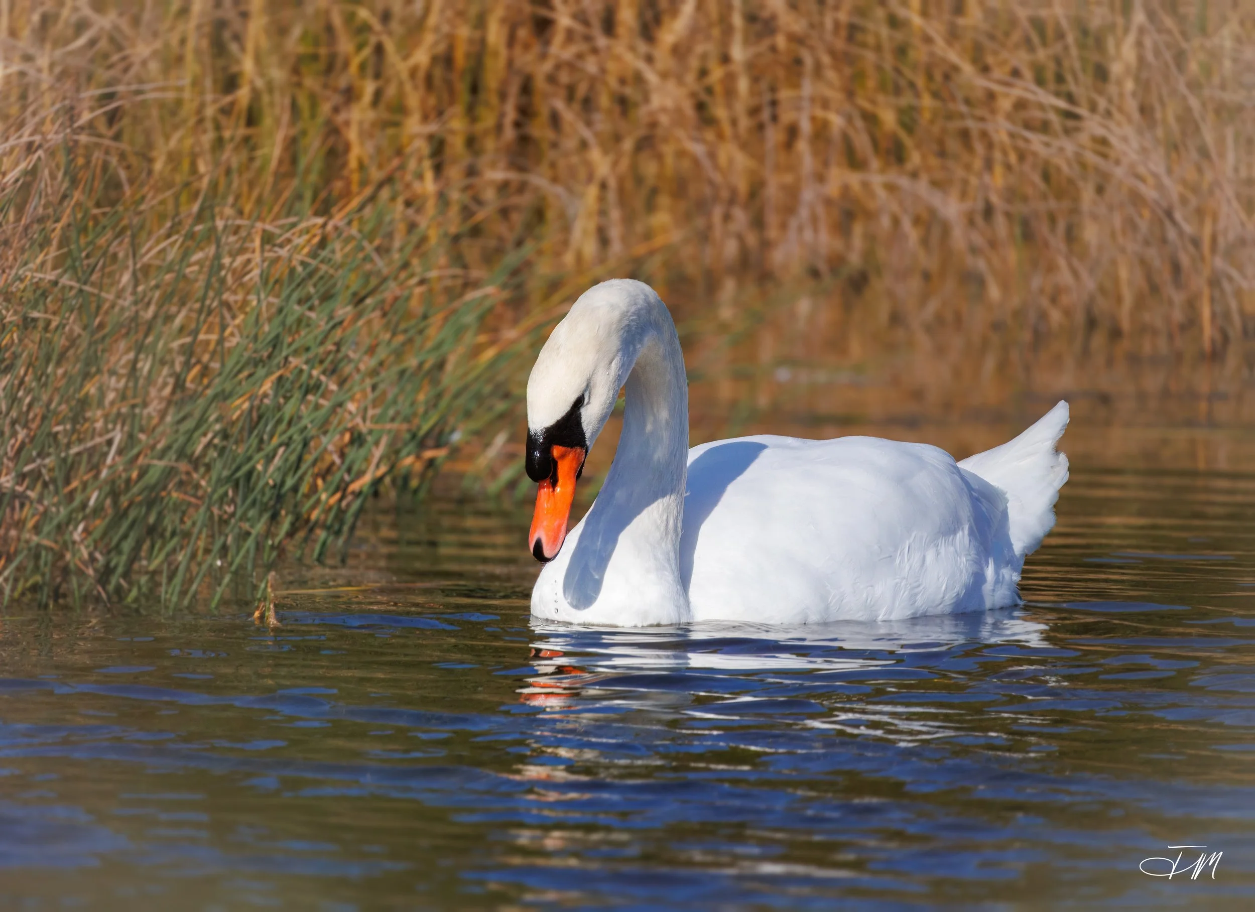 Mute-Swan-Swimming-Along-Joel-Mastrian-2026-Photograph.JPG