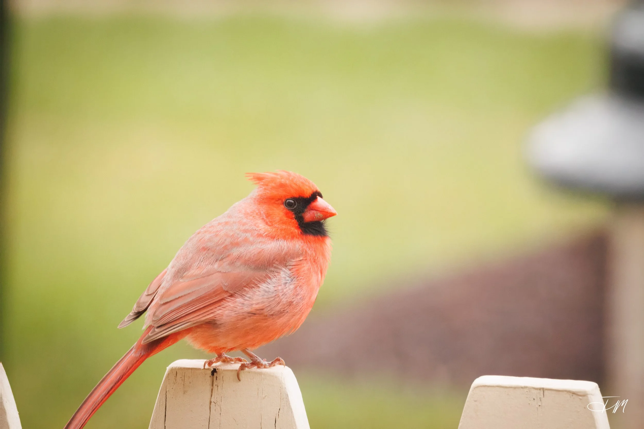 Northern-Cardinal-On-The-Fence-Joel-Mastrian-2026-Photograph.JPG