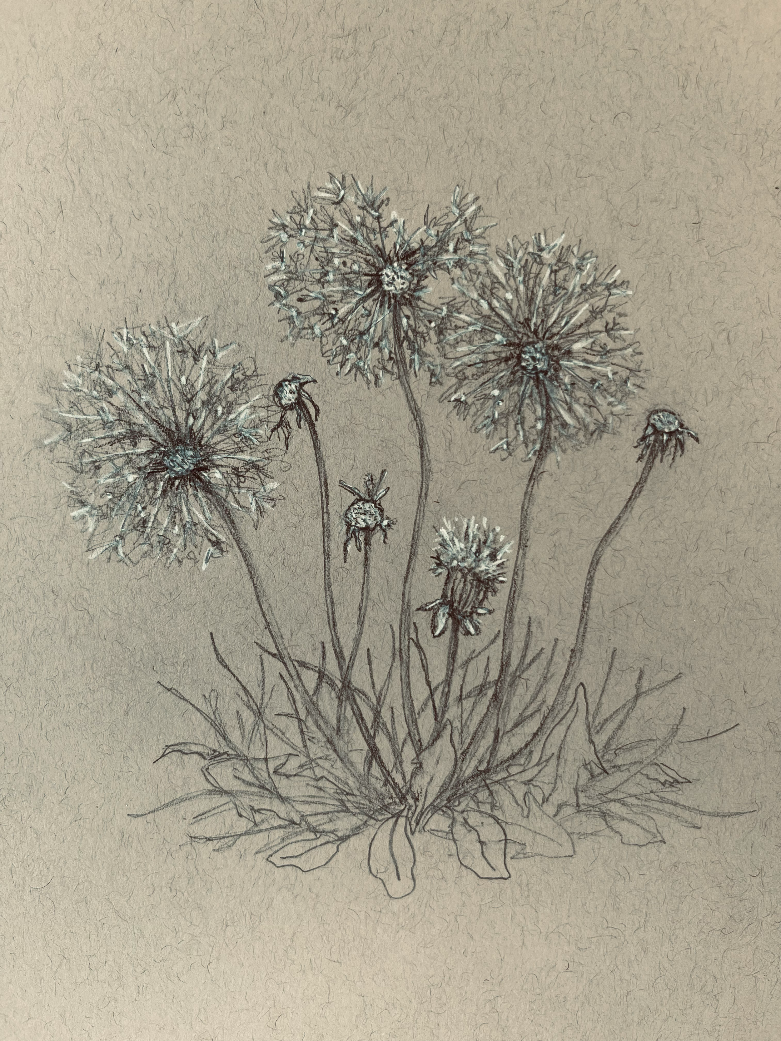 A pencil drawing of dandelion flowers with long stems and detailed seed heads, some seed heads beginning to release seeds, on a textured background.