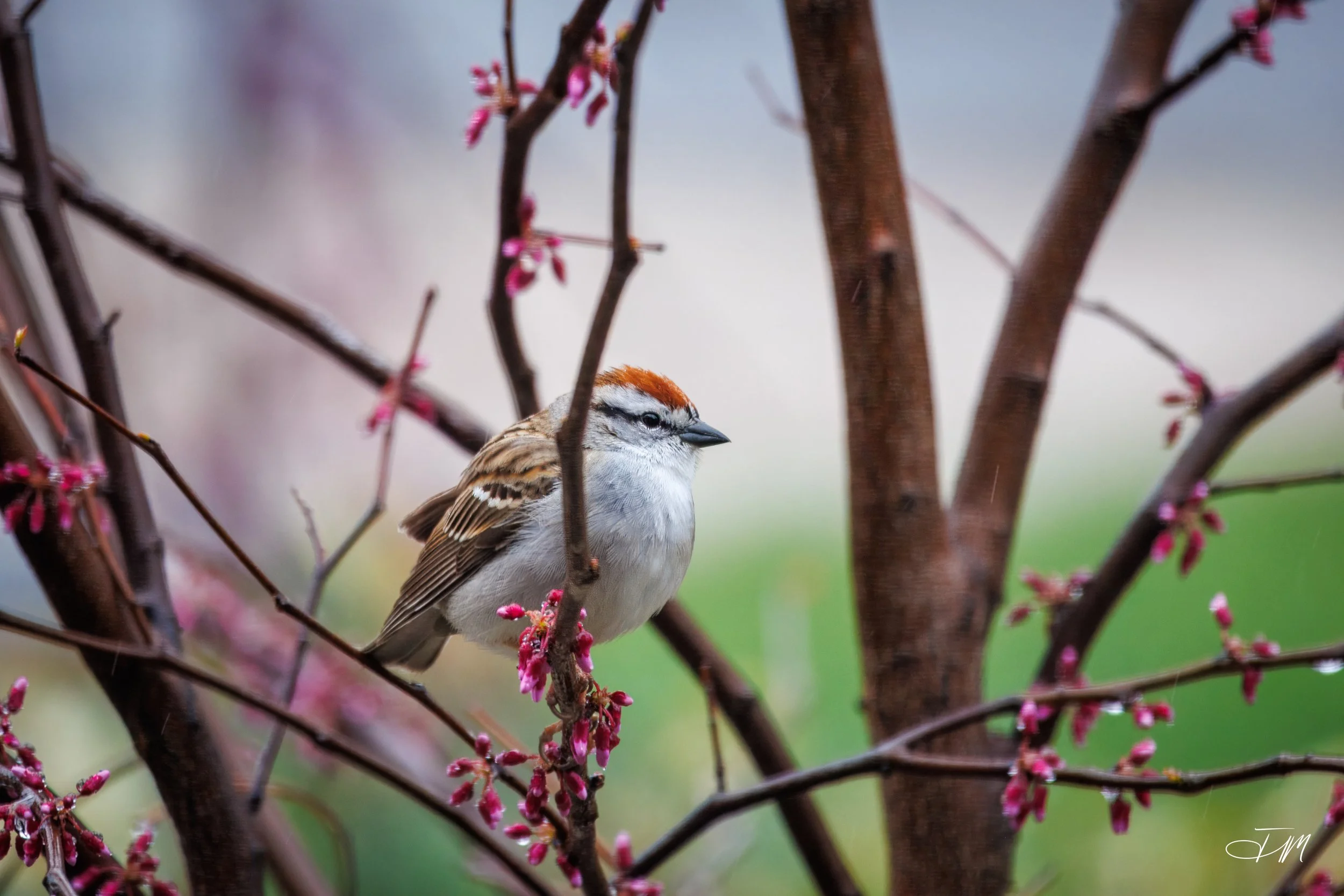 Chipper-Chipping-Sparrow-Joel-Mastrian-2026-Photograph.JPG