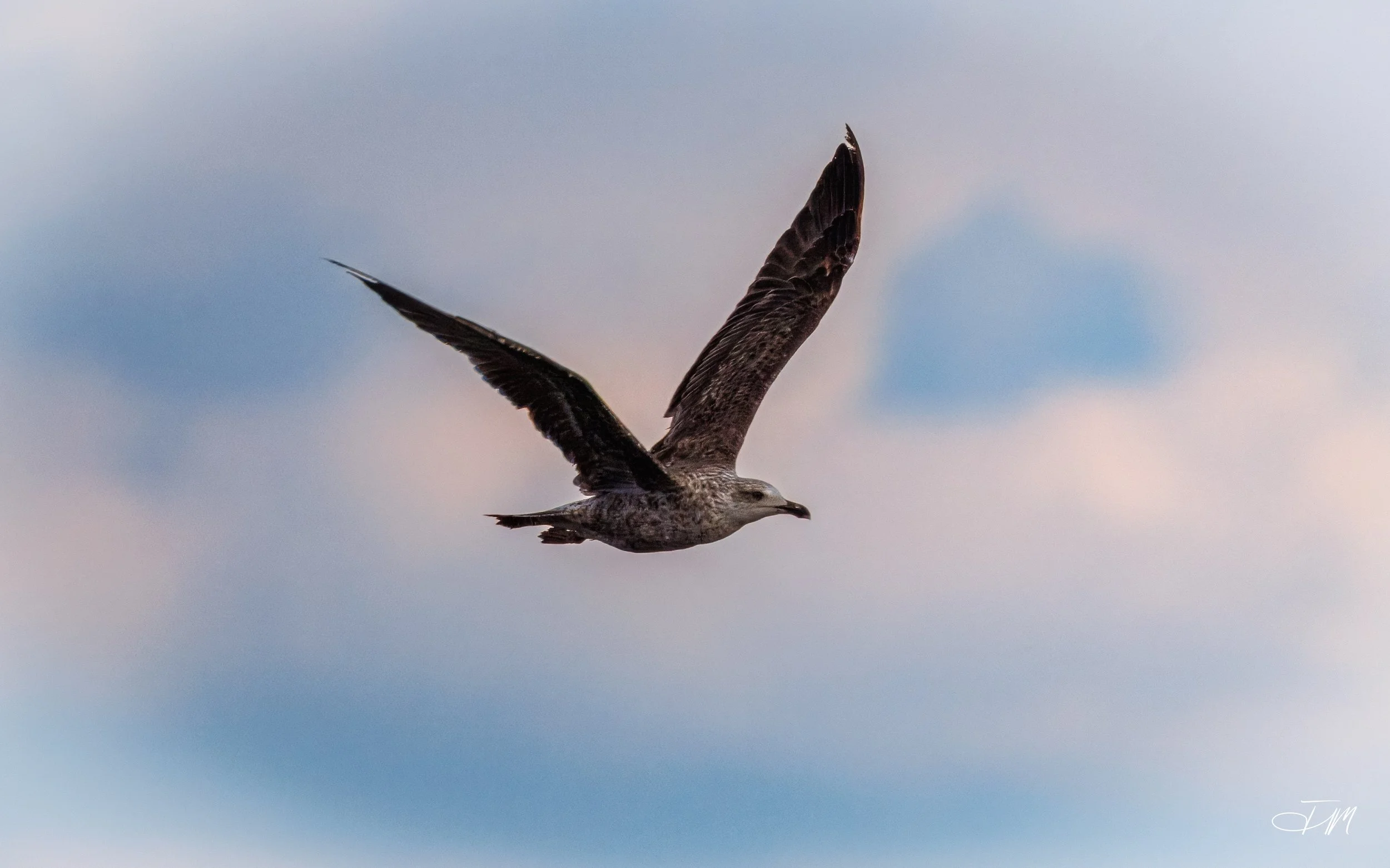 Majestic-Larus-Joel-Mastrian-2026-Photograph.JPG