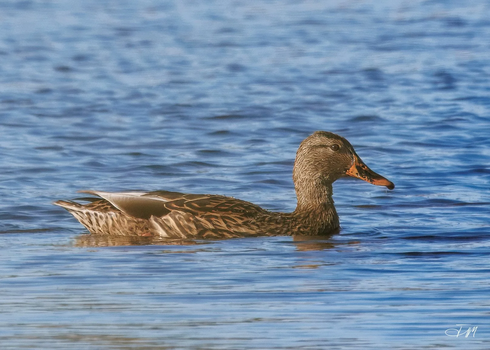 Mallard-Swimming-Joel-Mastrian-2026-Photograph.JPG