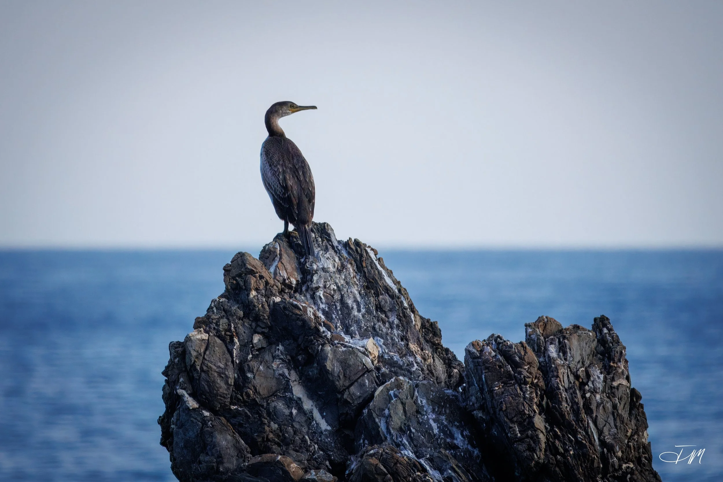 Proud-Phalacrocorax-Joel-Mastrian-2026-Photograph.JPG