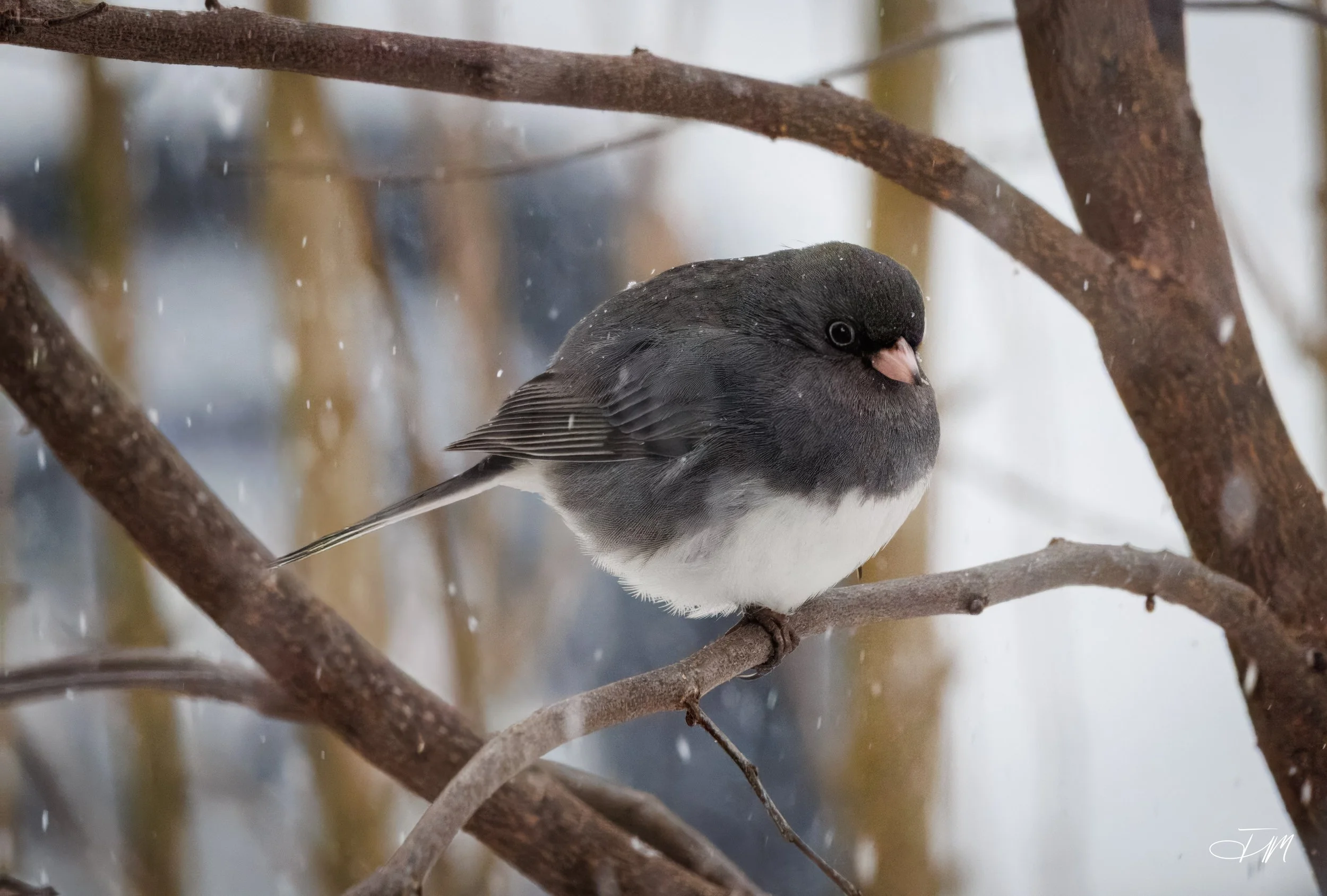 Dark-eyed-Junco-Joel-Mastrian-2026-Photograph.JPG