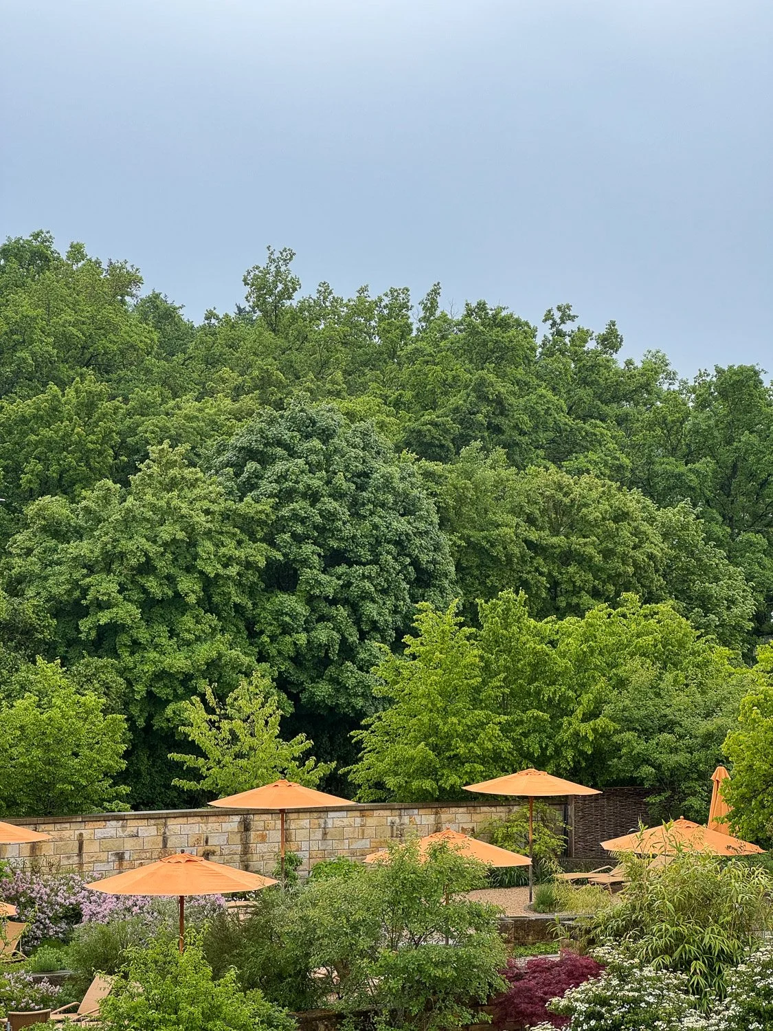 Gartenterrasse mit gelben Sonnenschirmen vor einem dichten grünen Baumhimmel.