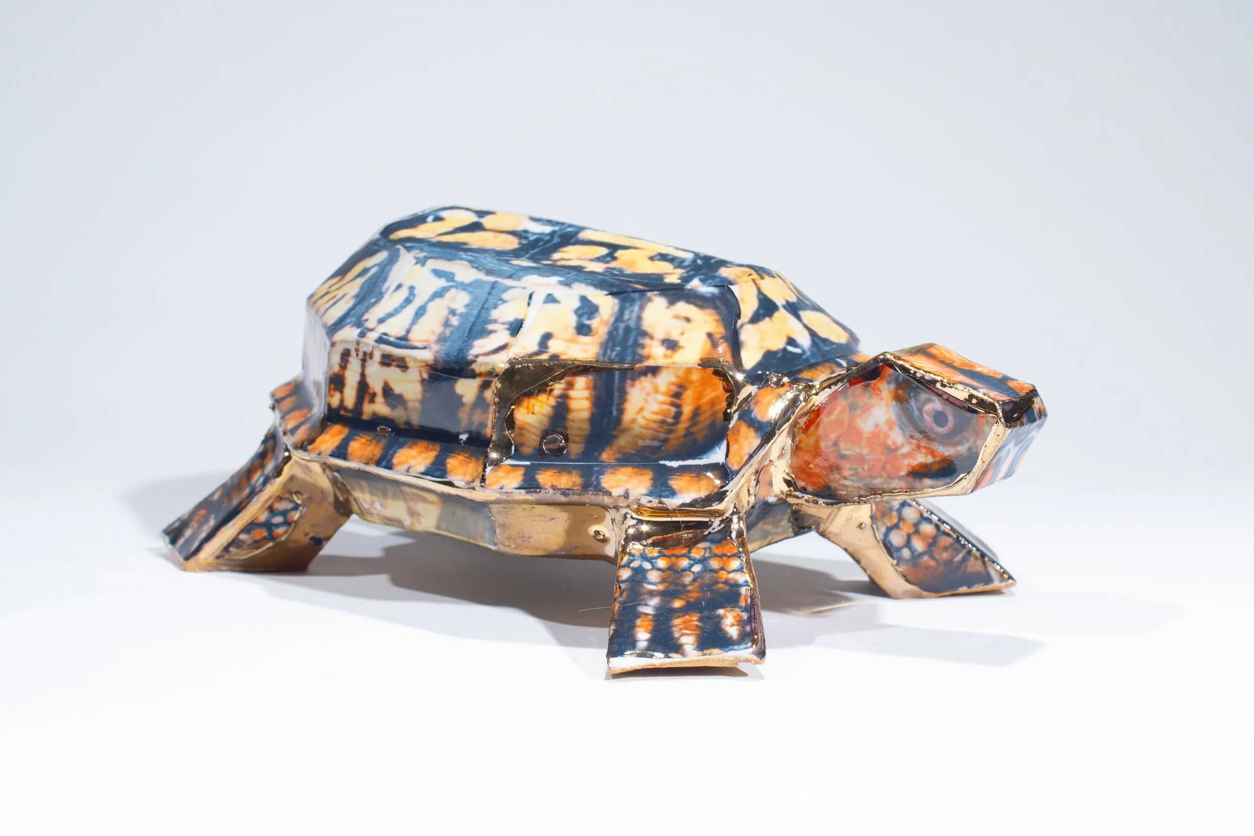 Lenker_BoxTurtle-08.jpg