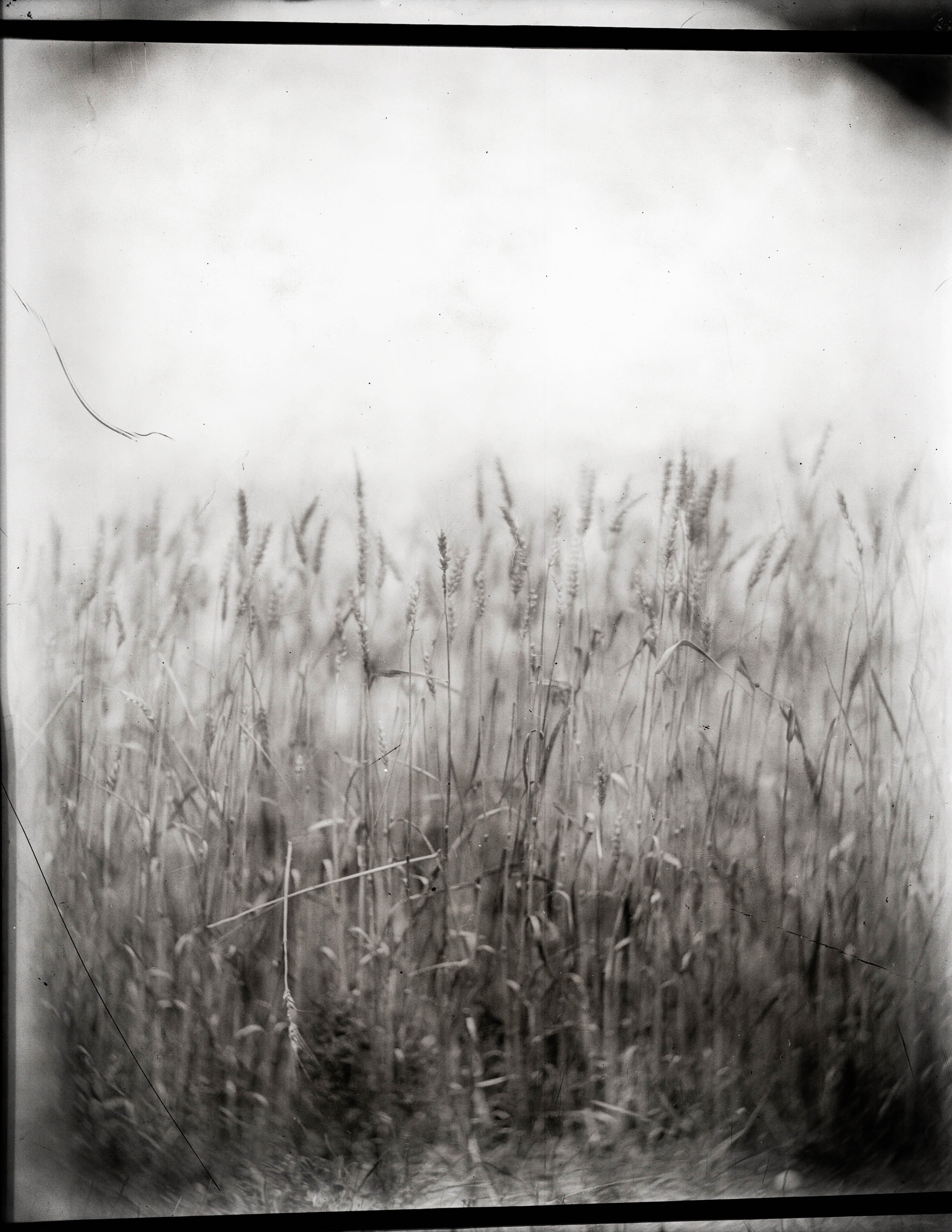 UnBound4_Shane.Booth.wheat.jpg
