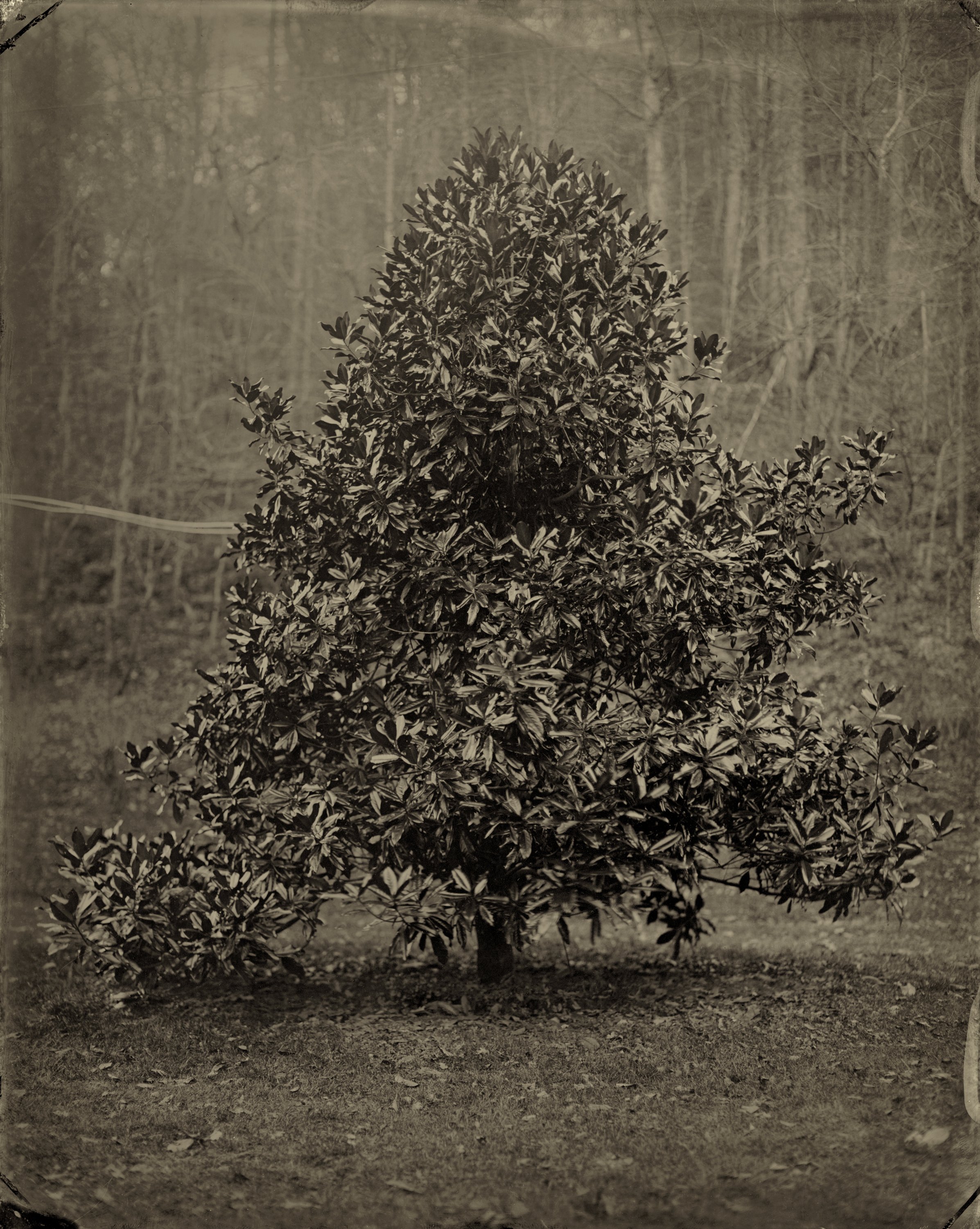 Elmaleh.Lisa-AmericanFolk_AF_2011-11-Magnolia Tree Laurel Creek,WV.jpg