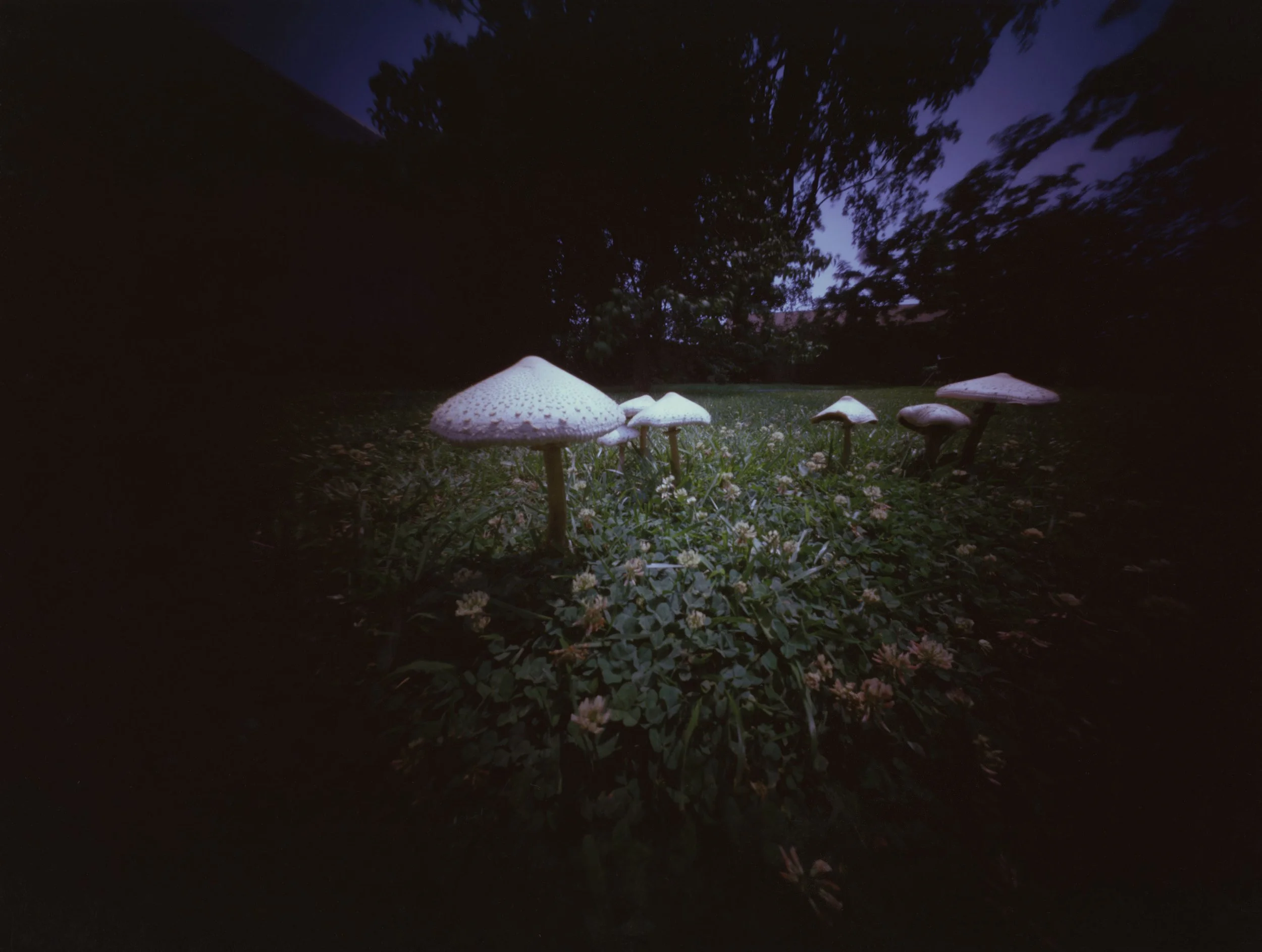 Wright.WillieAnne_DirectPositive-Tappahannock, Virginia Fairy Ring at Jeff’s, 6.16.1985.jpg