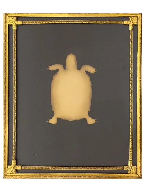 UnBound2_Breakey_SonoranDesertTortoise.jpg