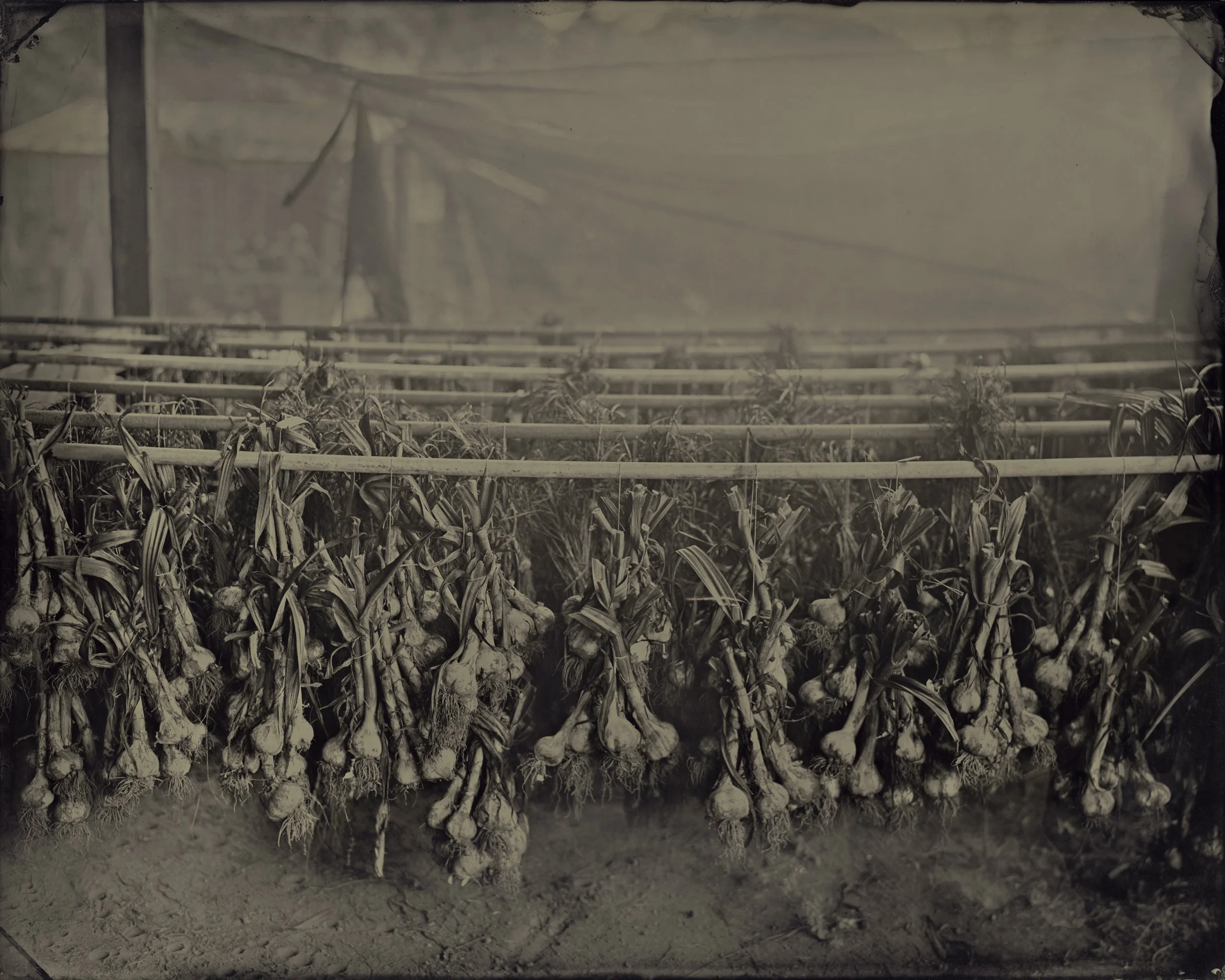 Elmaleh.Lisa-AmericanFolk_AF168-06-13_Garlic Hanging.jpg