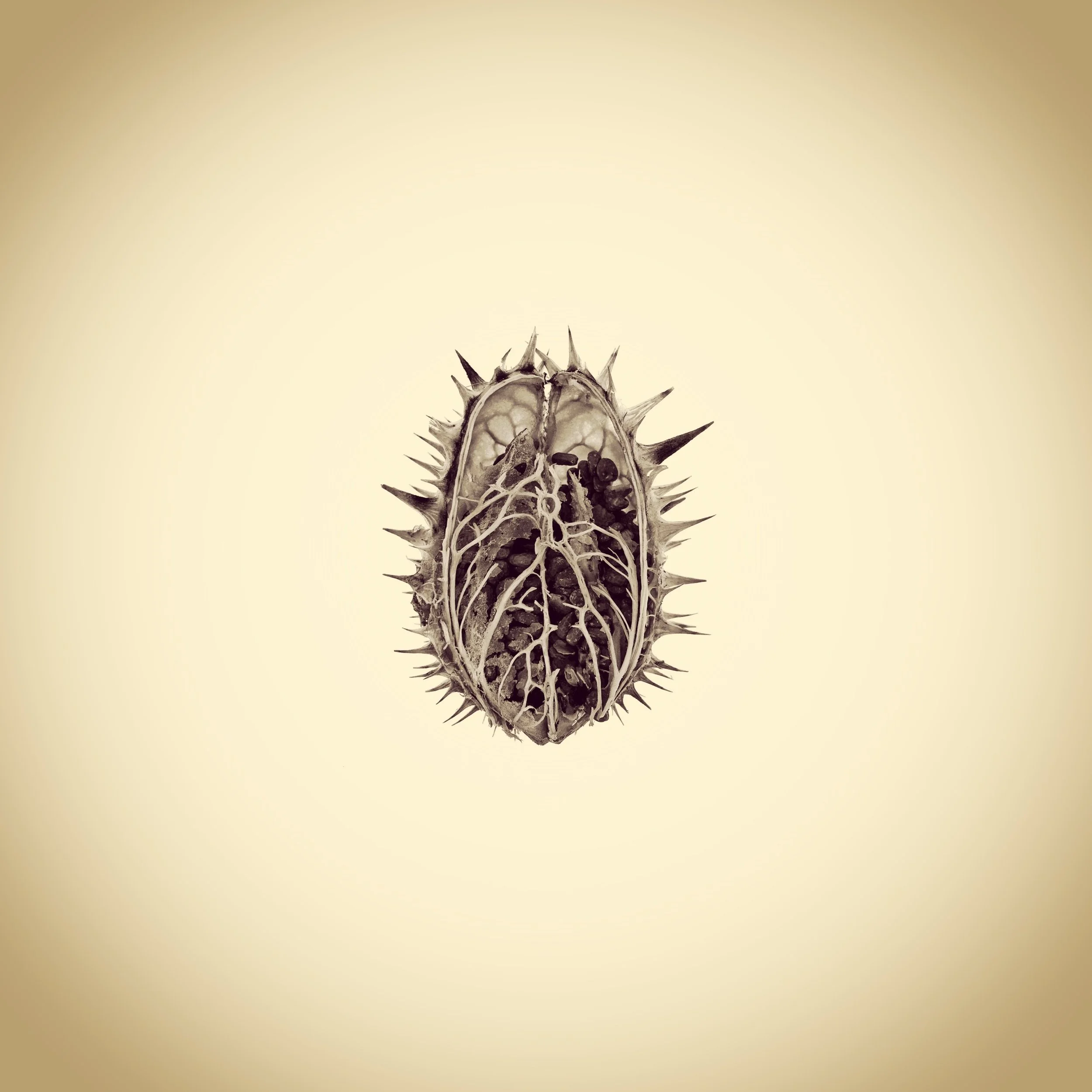 UnBound4_Joshua.White. APhotographicSurveyoftheAmericanYard_0636 - Jimson Weed_ Datura stramonium.JPG