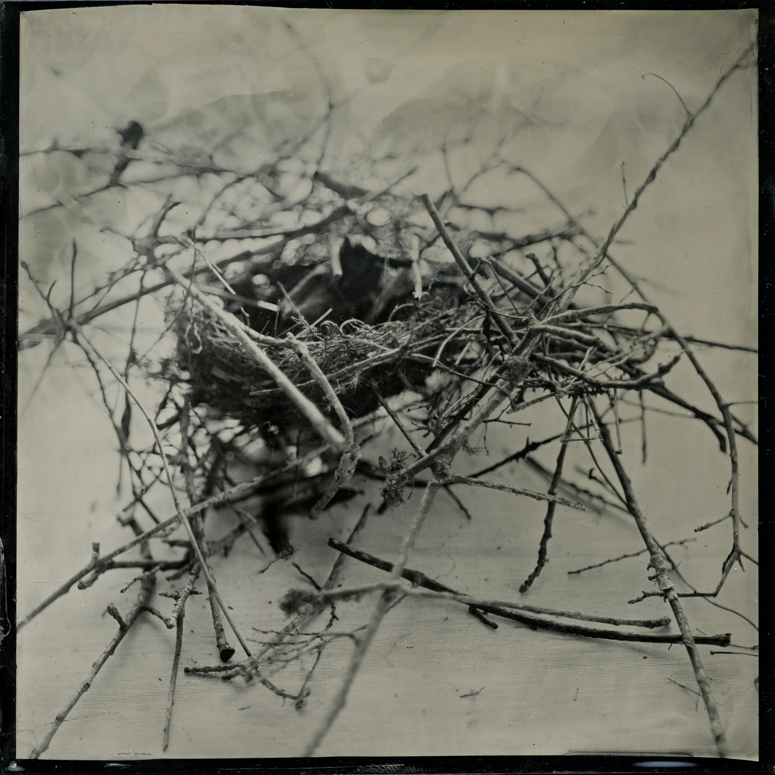UnBound4_Gayle.S.Stevens.nest_smallwithleavesandbranches1.jpg