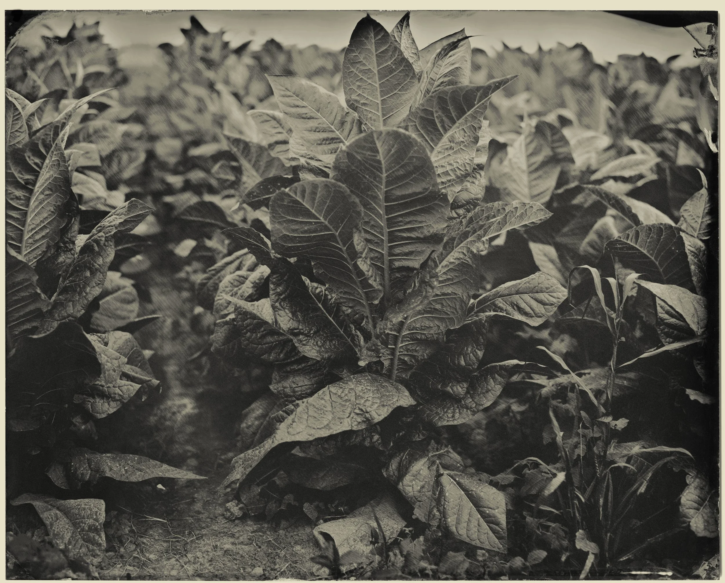 Elmaleh.Lisa-AmericanFolk_AF281-08-13_Tobacco.jpg