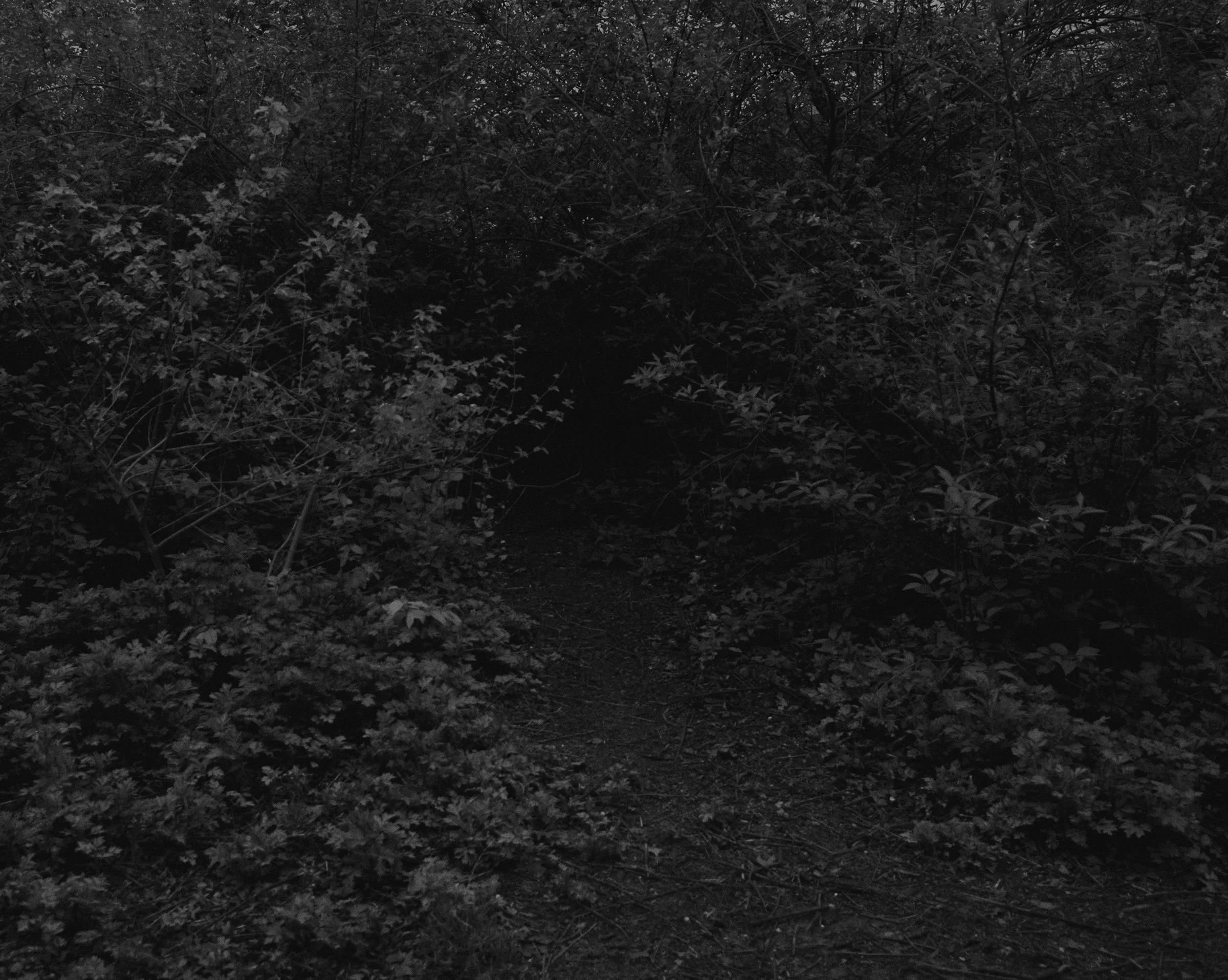 UnBound6_Davis_Untitled-Bushes.jpg