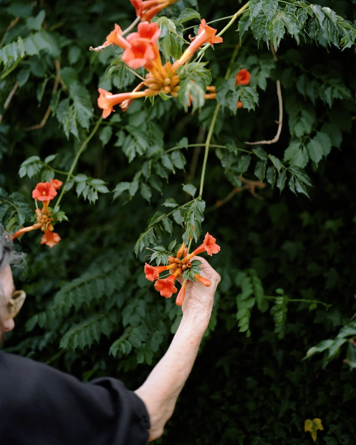 Worsham.Susan__MargaretwithHummingbirdVine.jpg