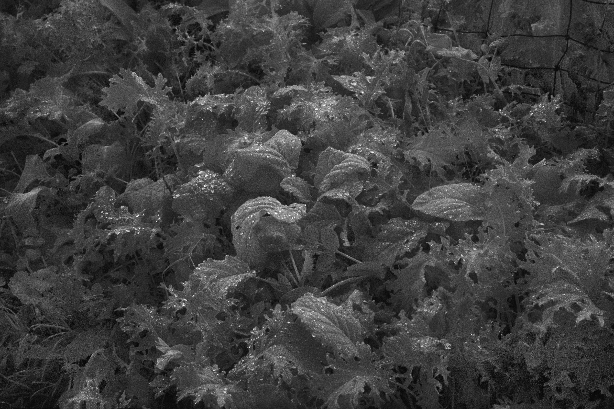 UnBound3_Palmer_Rebecca_Dew on Dark Leaves.jpg