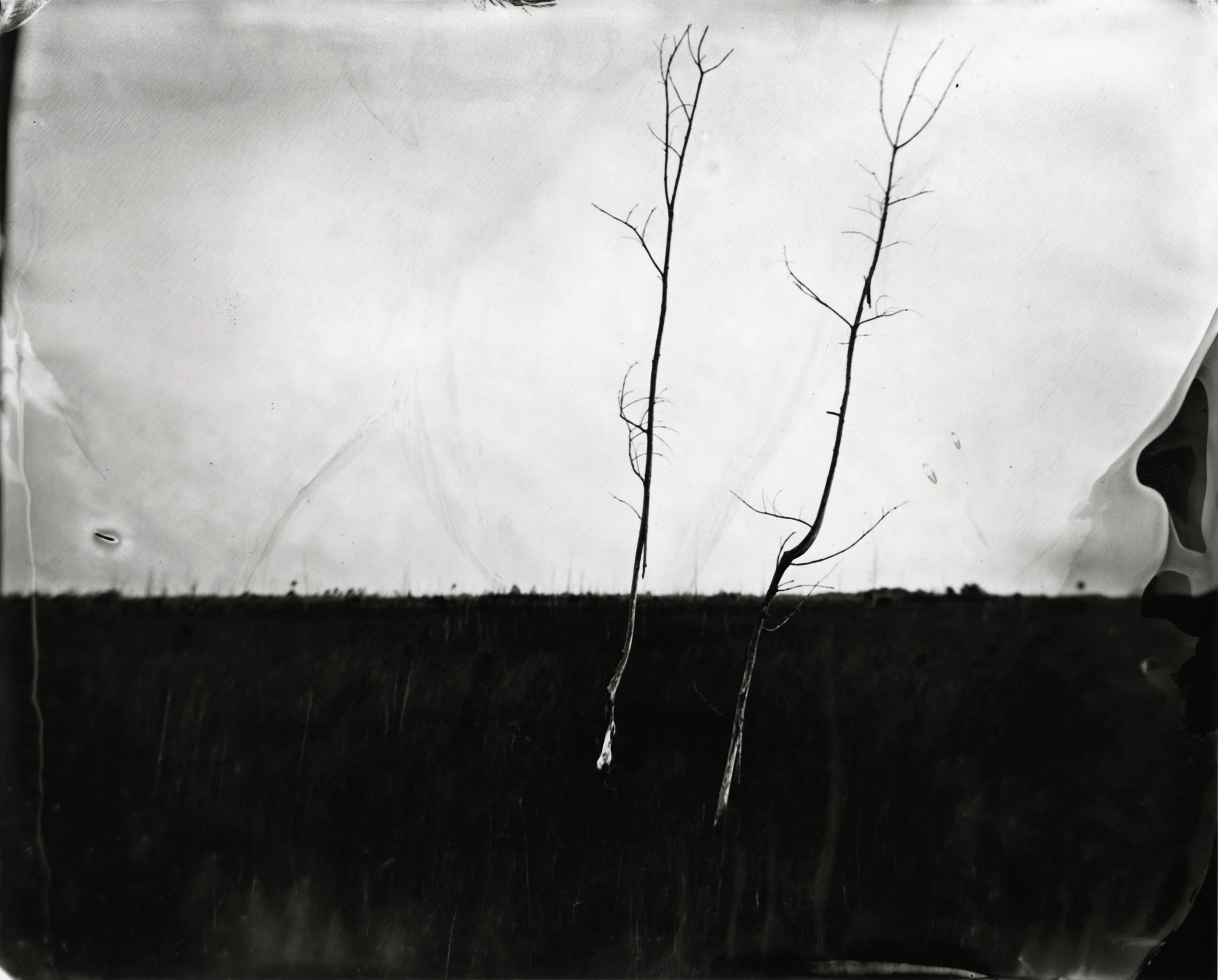 UnBound2_Elmahleh_TwoTreesInSawgrass.jpg
