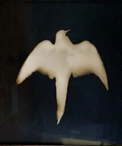 UnBound2_Common+Ground+Dove+.jpg
