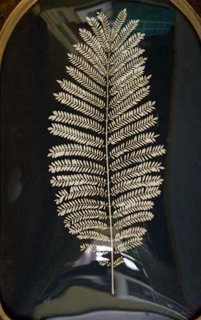 UnBound2_Jacaranda+Frond.jpg