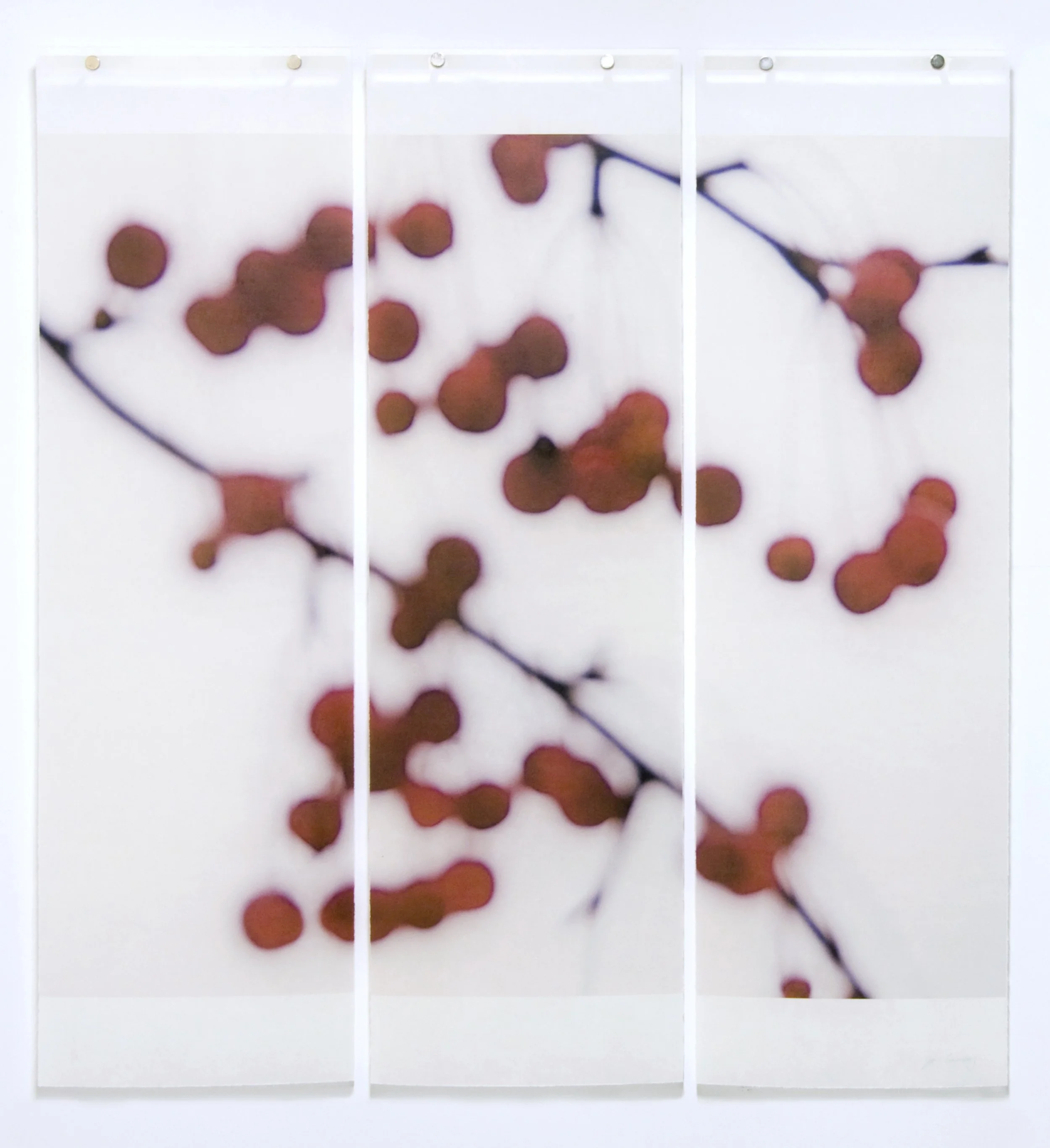 UnBound4_Jeri.Eisenberg.Winter Berries, No5.jpg