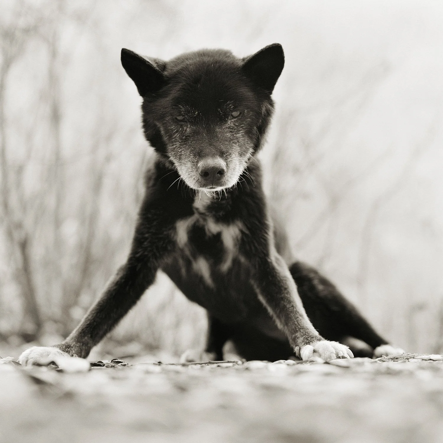 UNBOUND1_Leshko_Blue_australianKelpie_Age19_2011.jpg