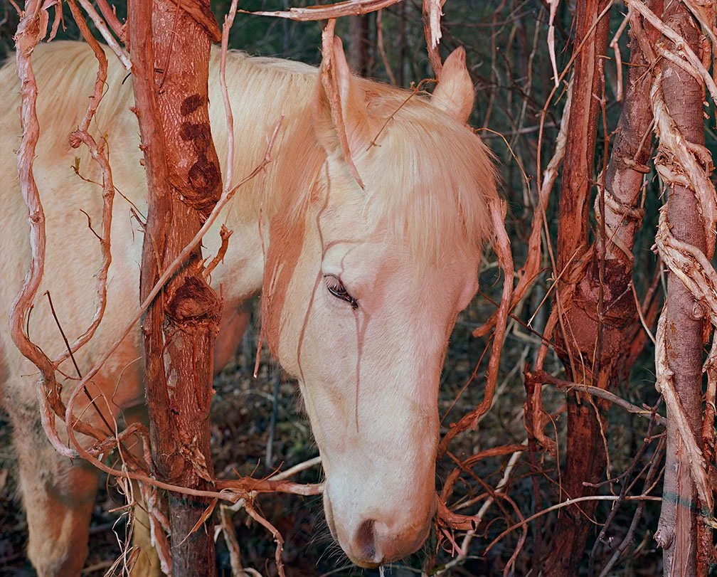 Ashcom_Untitled #21.jpg