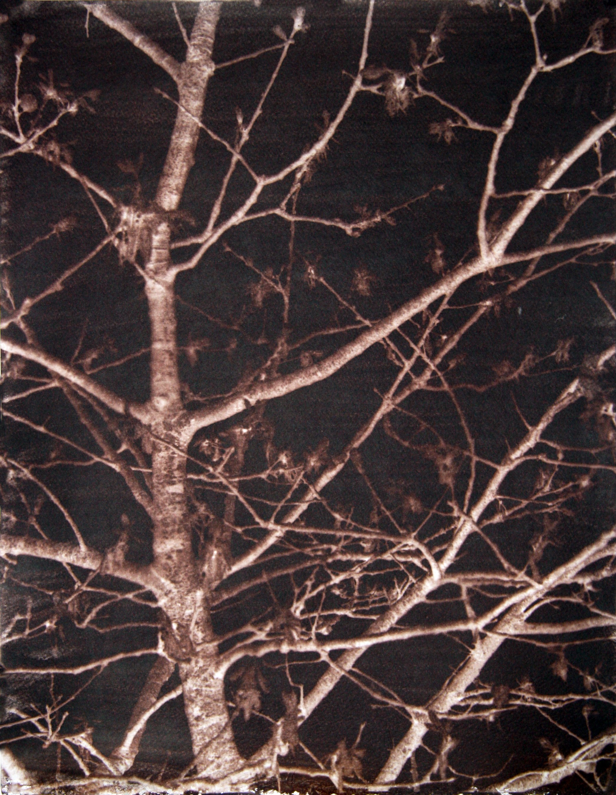 Salomon, Alyssa - Veins of the Night.jpg