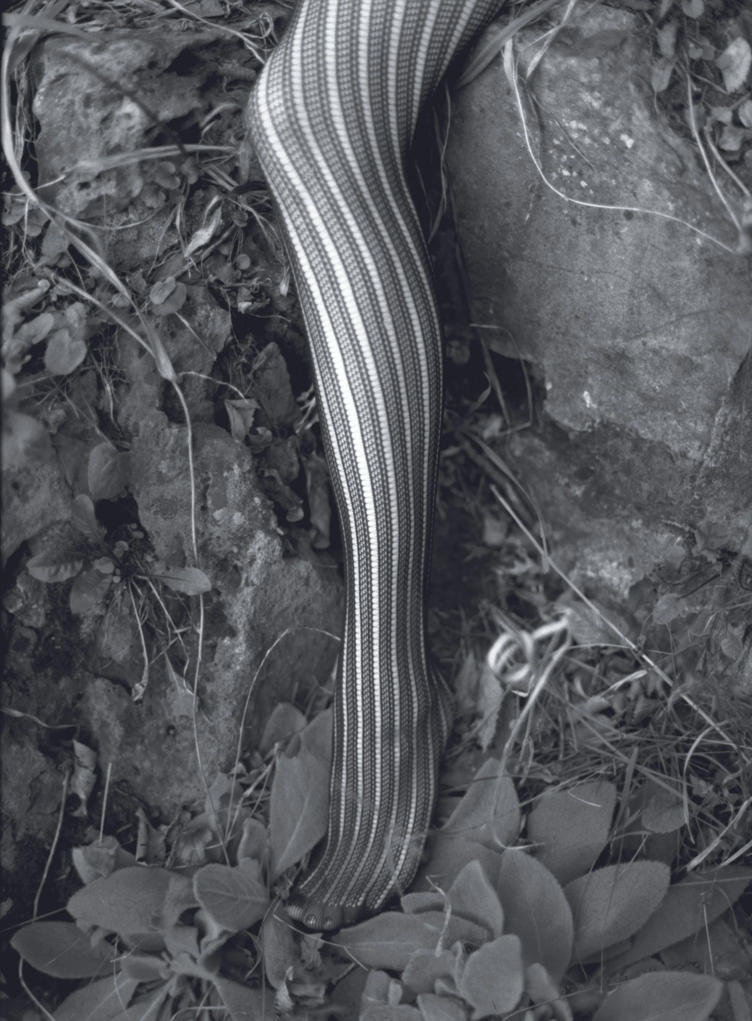 BlackForest_Russell Joslin, Leg, 2010.jpeg