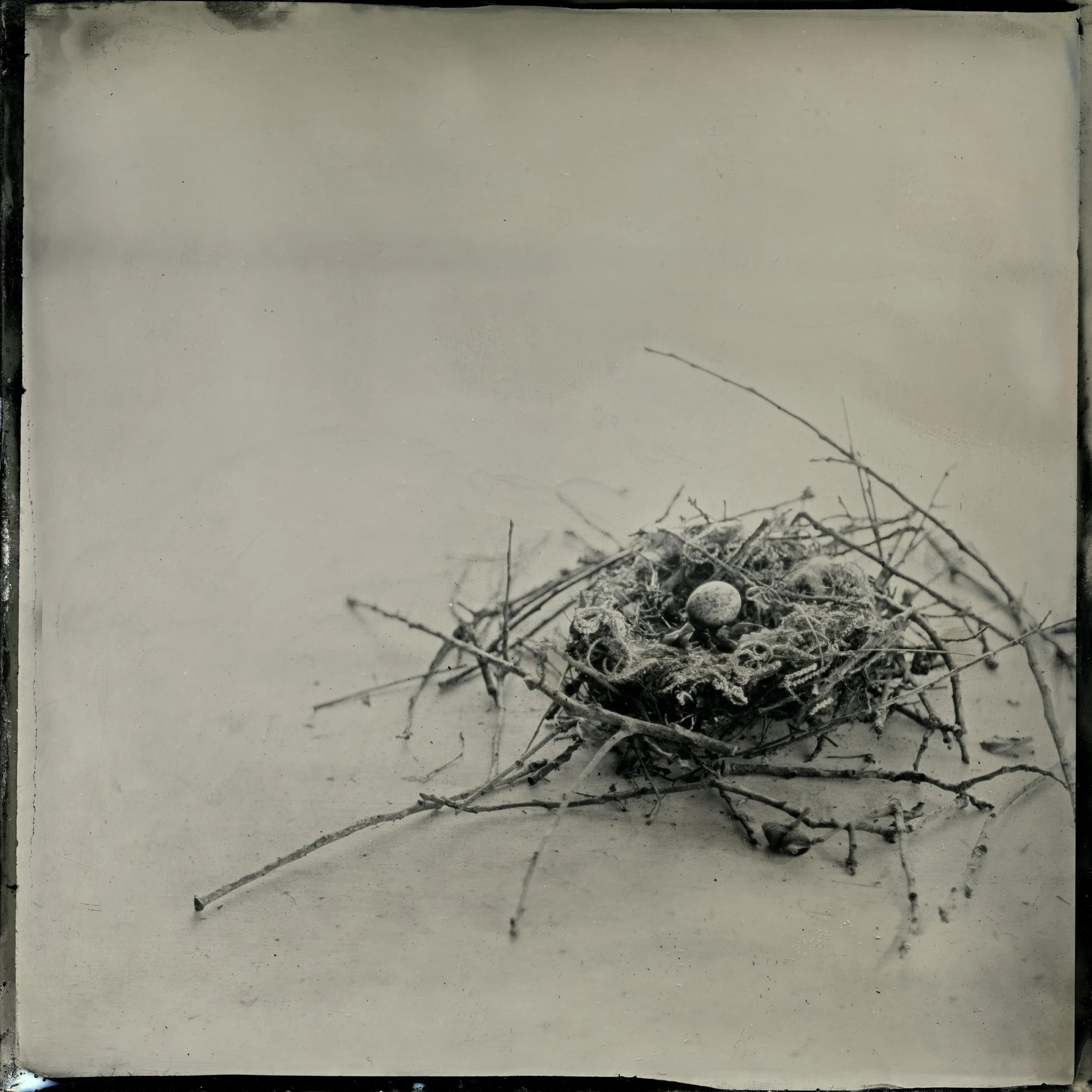 UnBound4_Gayle.S.Stevens.nest_witheggsinrosebush1vs2tintype.jpg