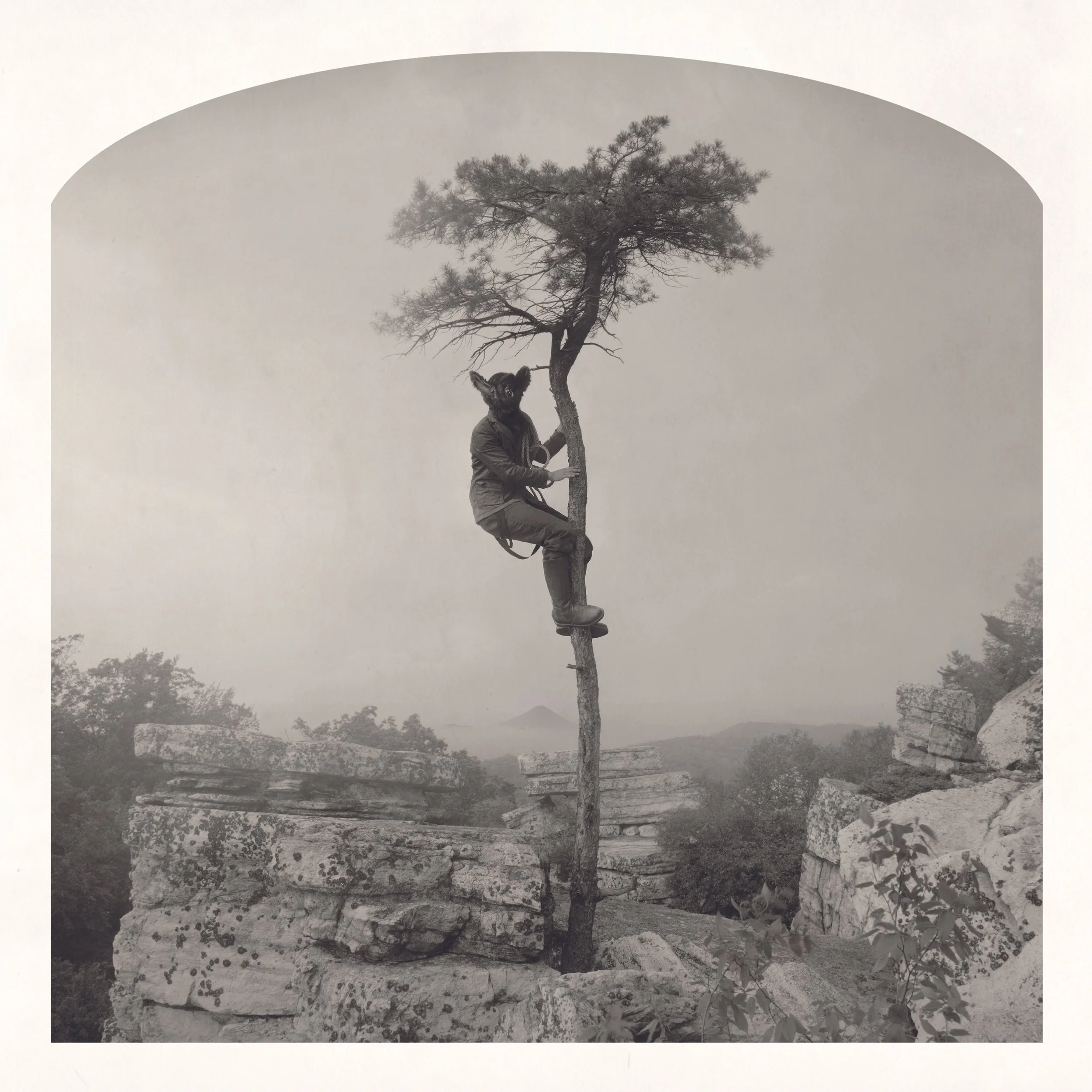 BlackForest_Selesnikbat_in_a_tree.jpeg