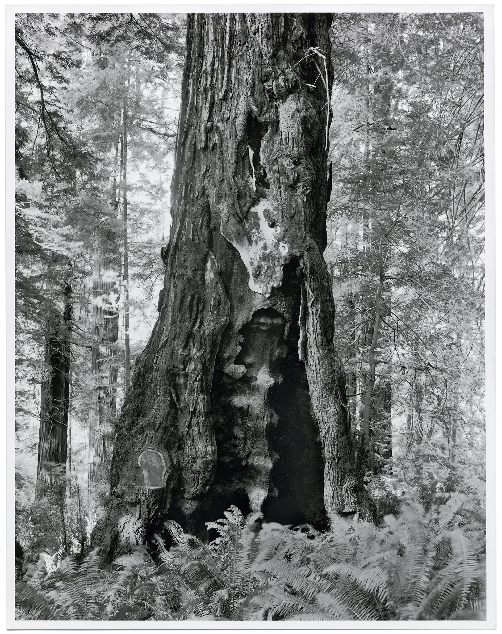 UnBound5_LeMaistre_Crippens_LiveBurls-SkunkCabbage.jpg