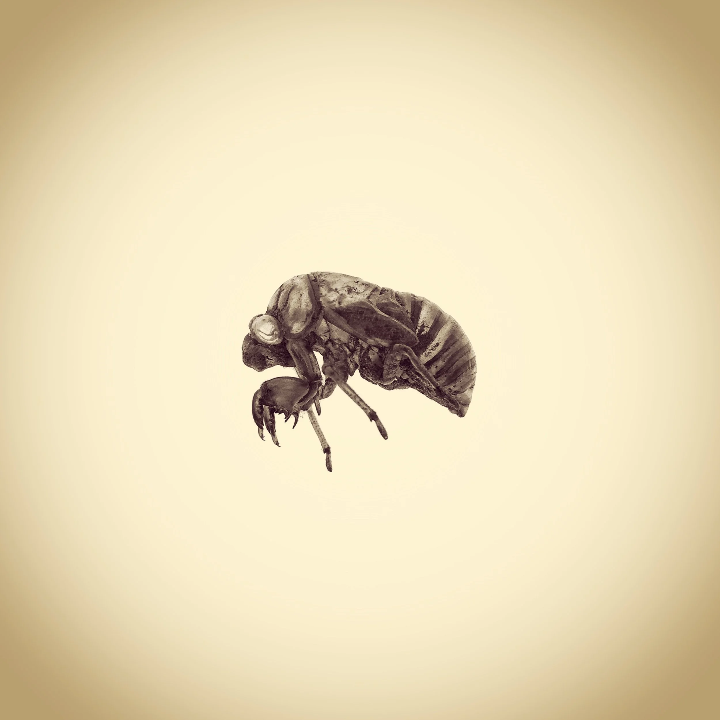 UnBound4_Joshua.White. APhotographicSurveyoftheAmericanYard_0598 - Dog Day Cicada_Tibicen canicularis.JPG