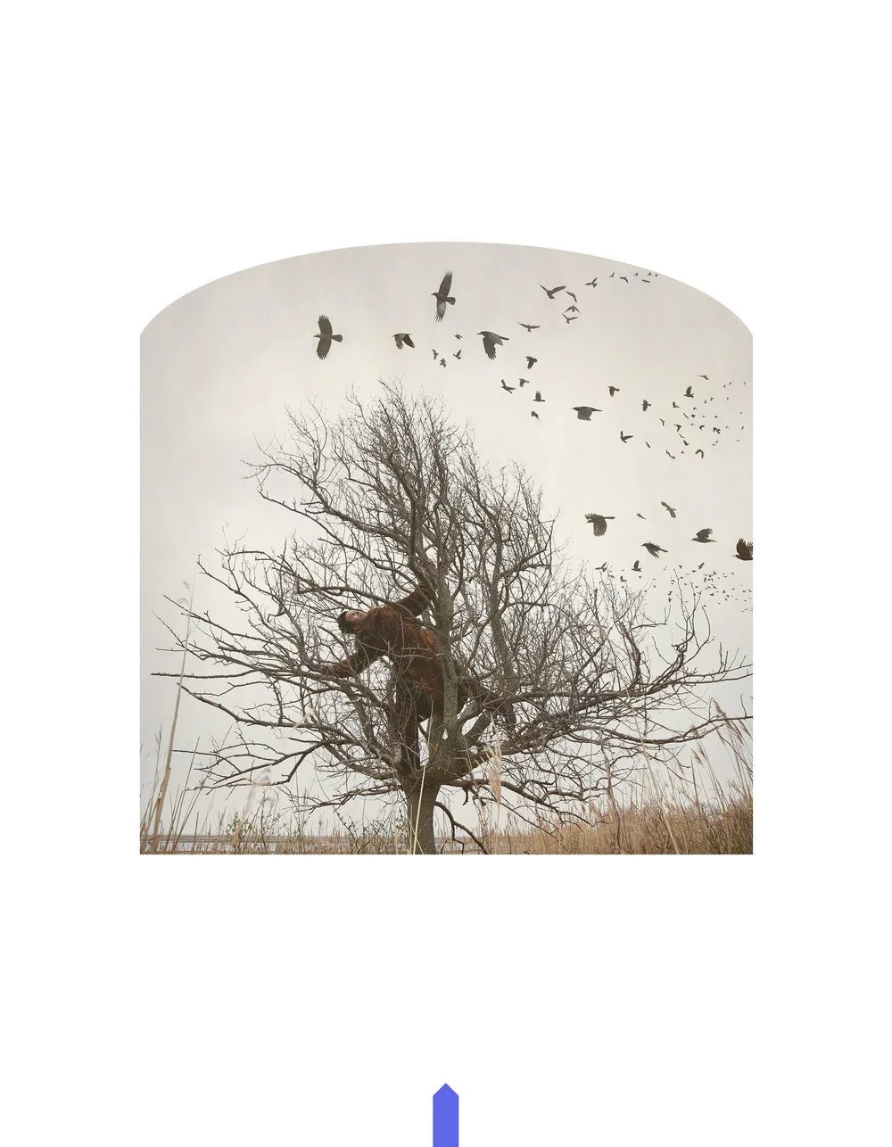 Kahn-Selesnick_100Views-61_aviary(p).jpg