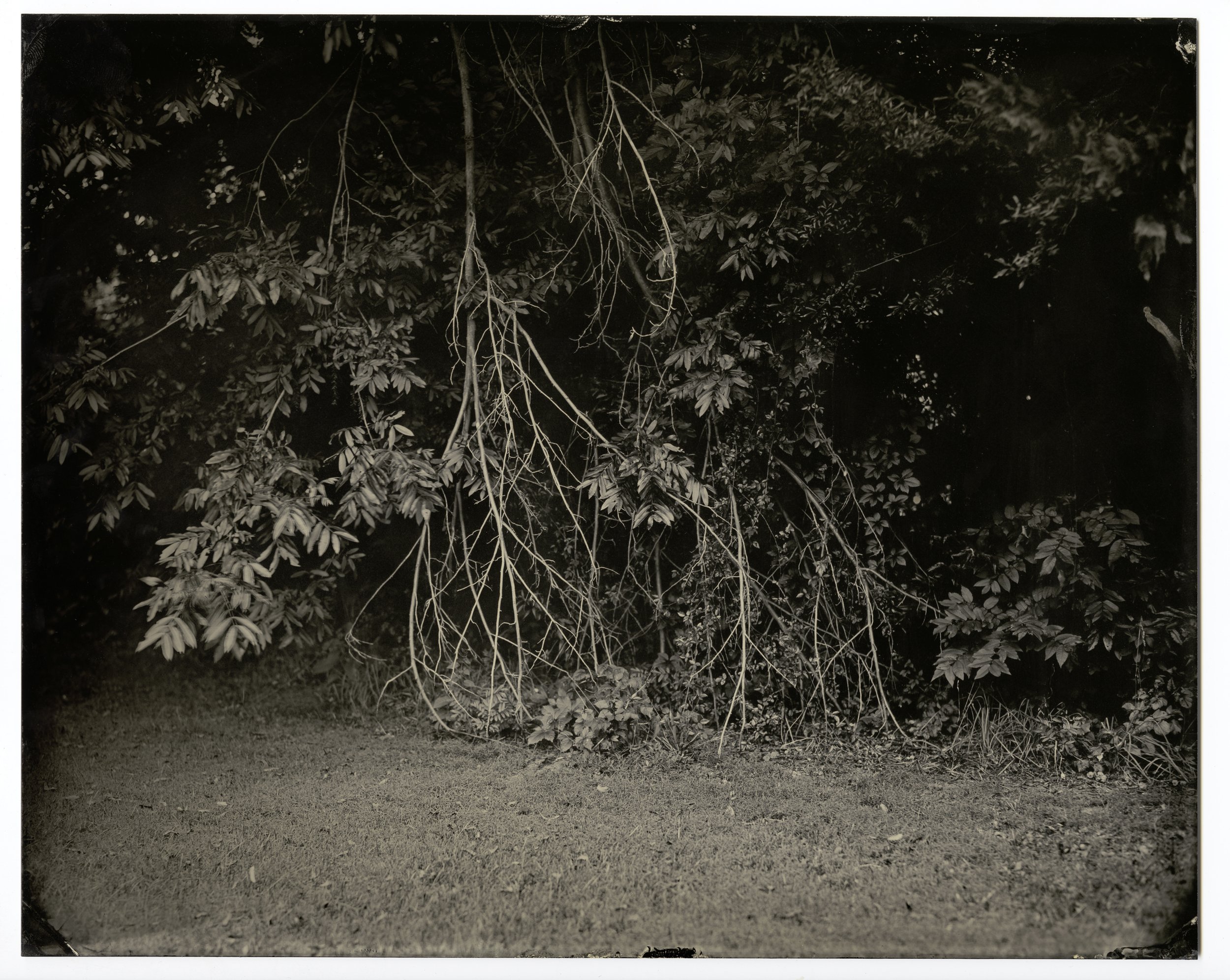 Elmaleh.Lisa-AmericanFolk_AF224-08-13_Bare Branches Hanging.jpg
