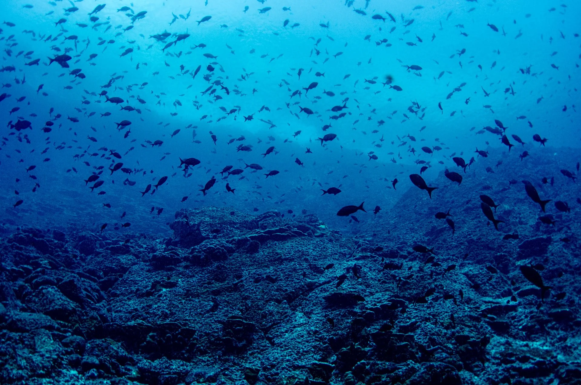Underwater scene with a school of fish swimming over a rocky ocean floor.