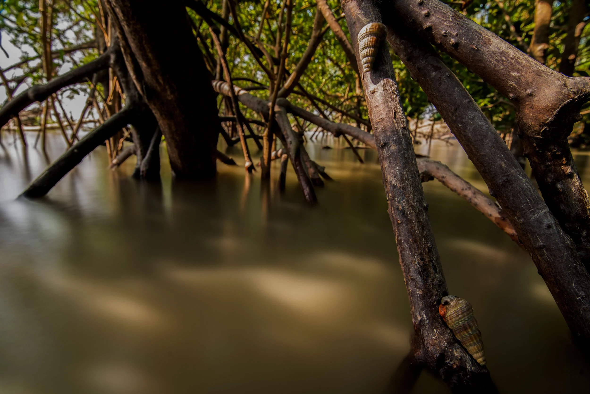 Mangrove roots in water with a snail shell attached to one of the roots, under a green leafy canopy.