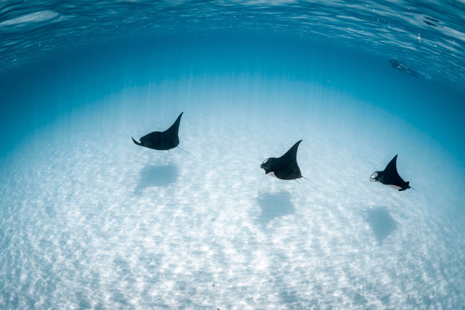 Underwater scene with three black manta rays swimming in clear blue water.