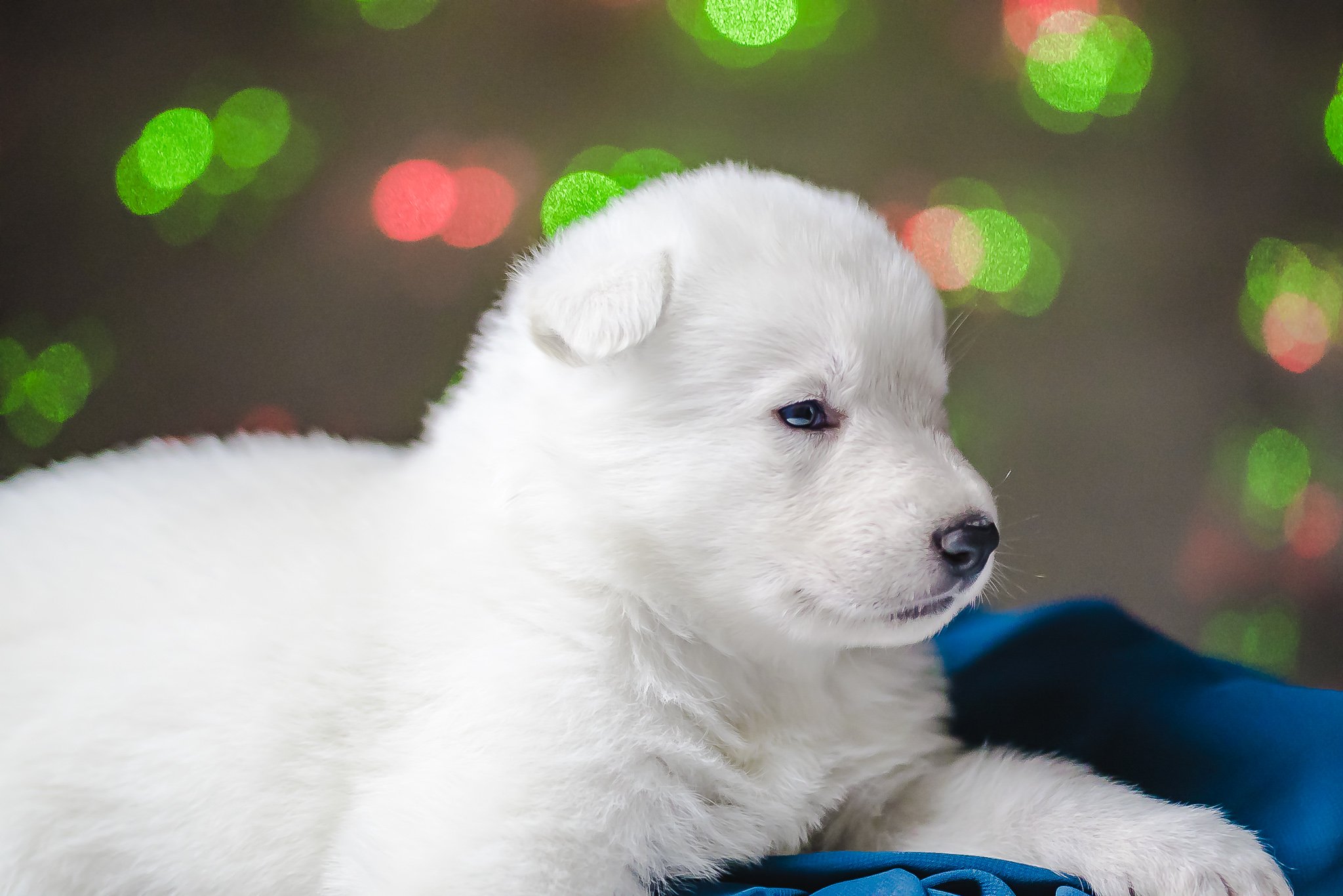 book pet newb b3-4.jpg