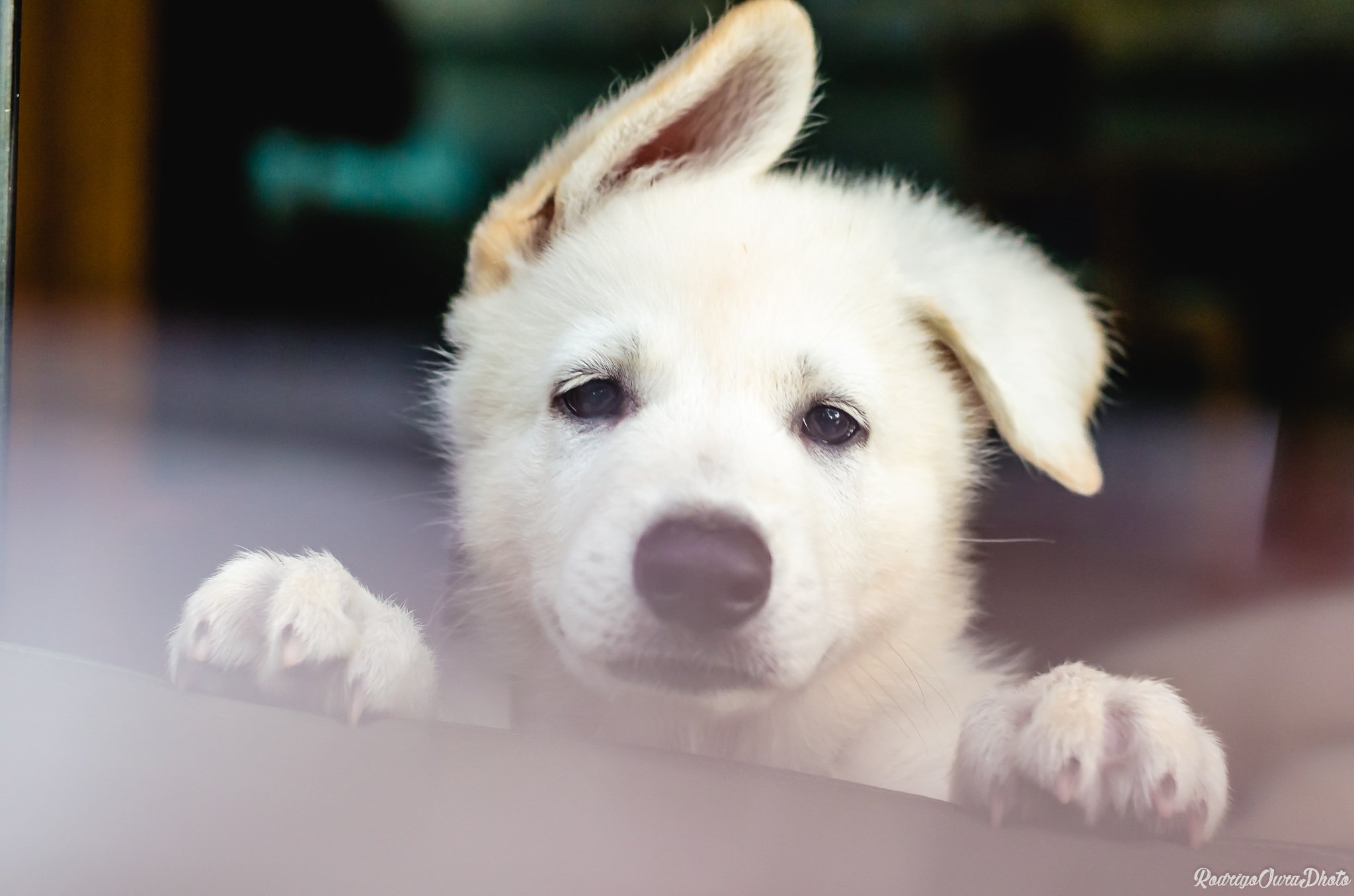 book pet new b1_.jpg