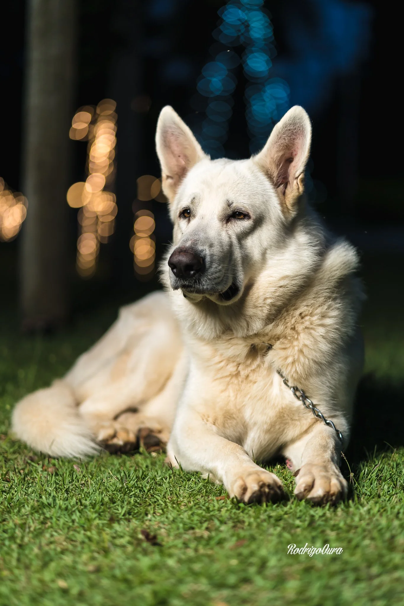 D PetSenior noite3.jpg