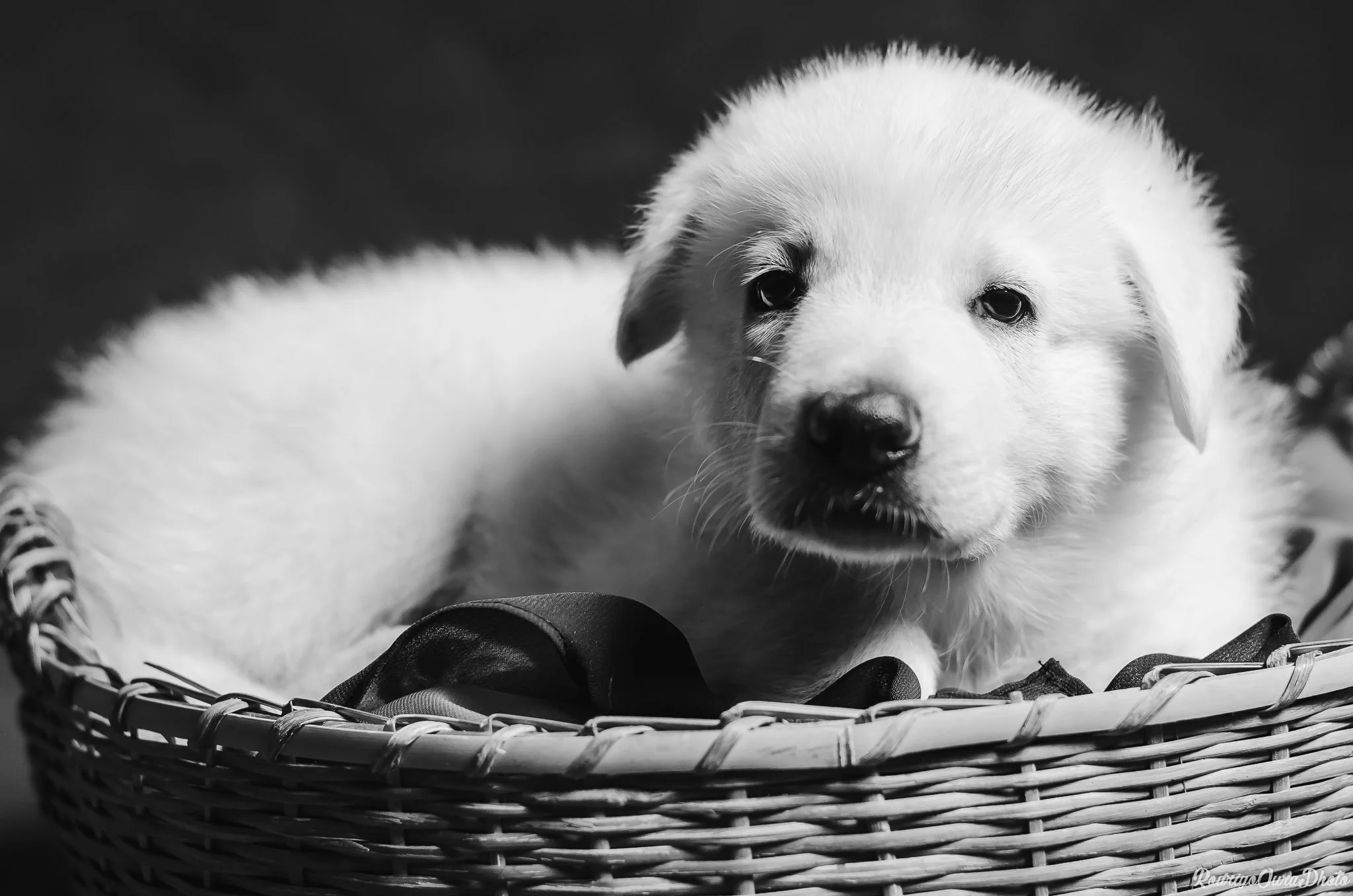 Book Pet N B1 1mes-10.jpg