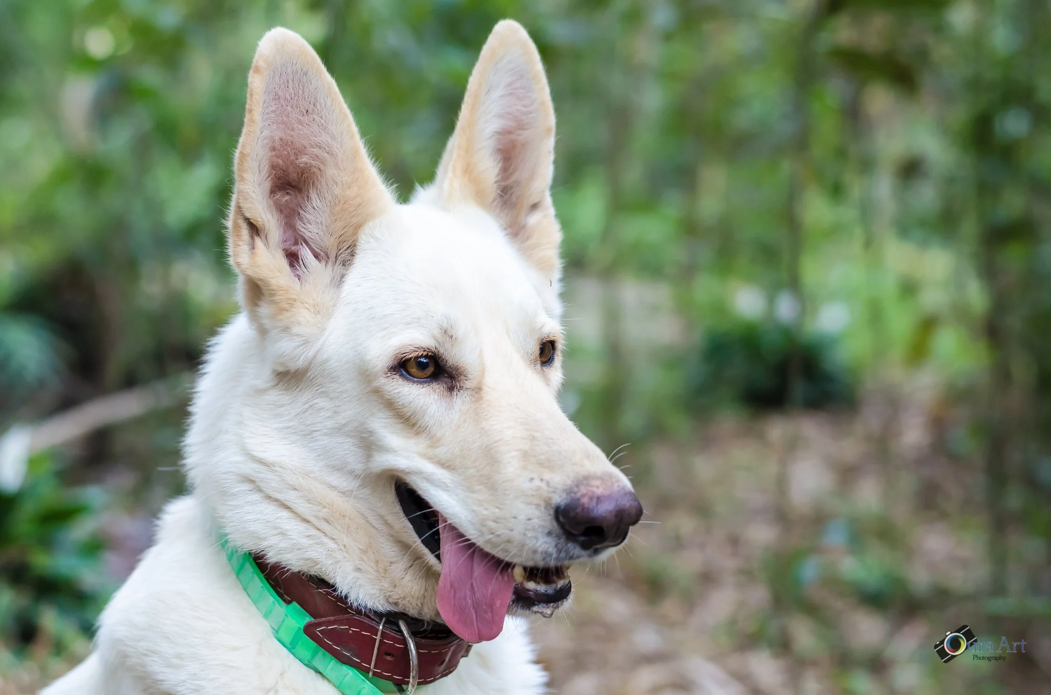 Book Pet CHIVAS-27.jpg