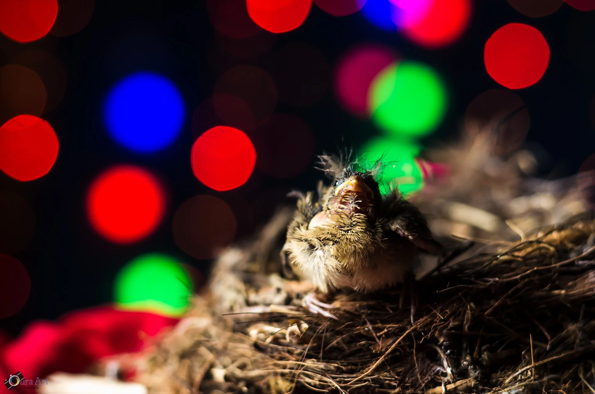 Book Pet Bird Newb.jpg