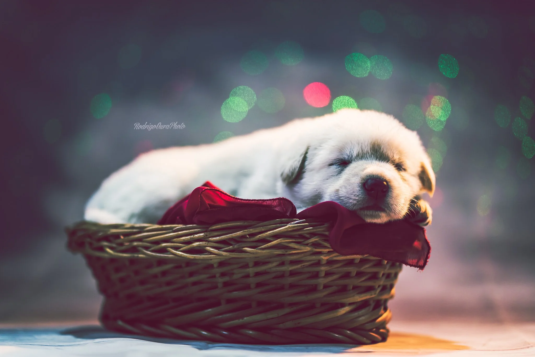 Book PetNewborn N3_-3.jpg