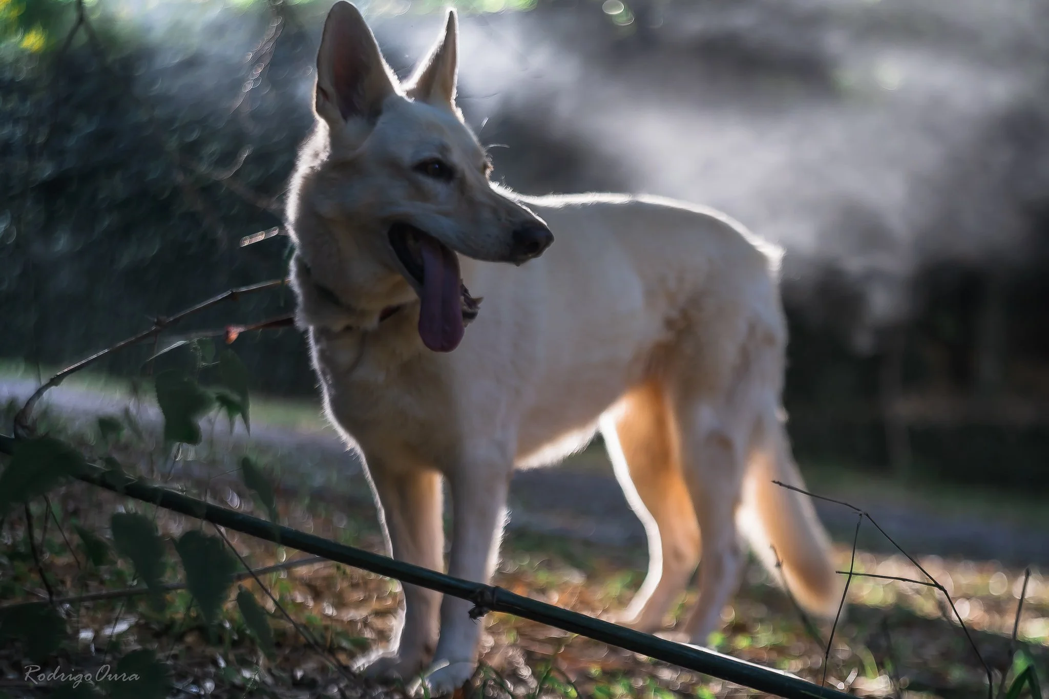 chivas luz natural.jpeg